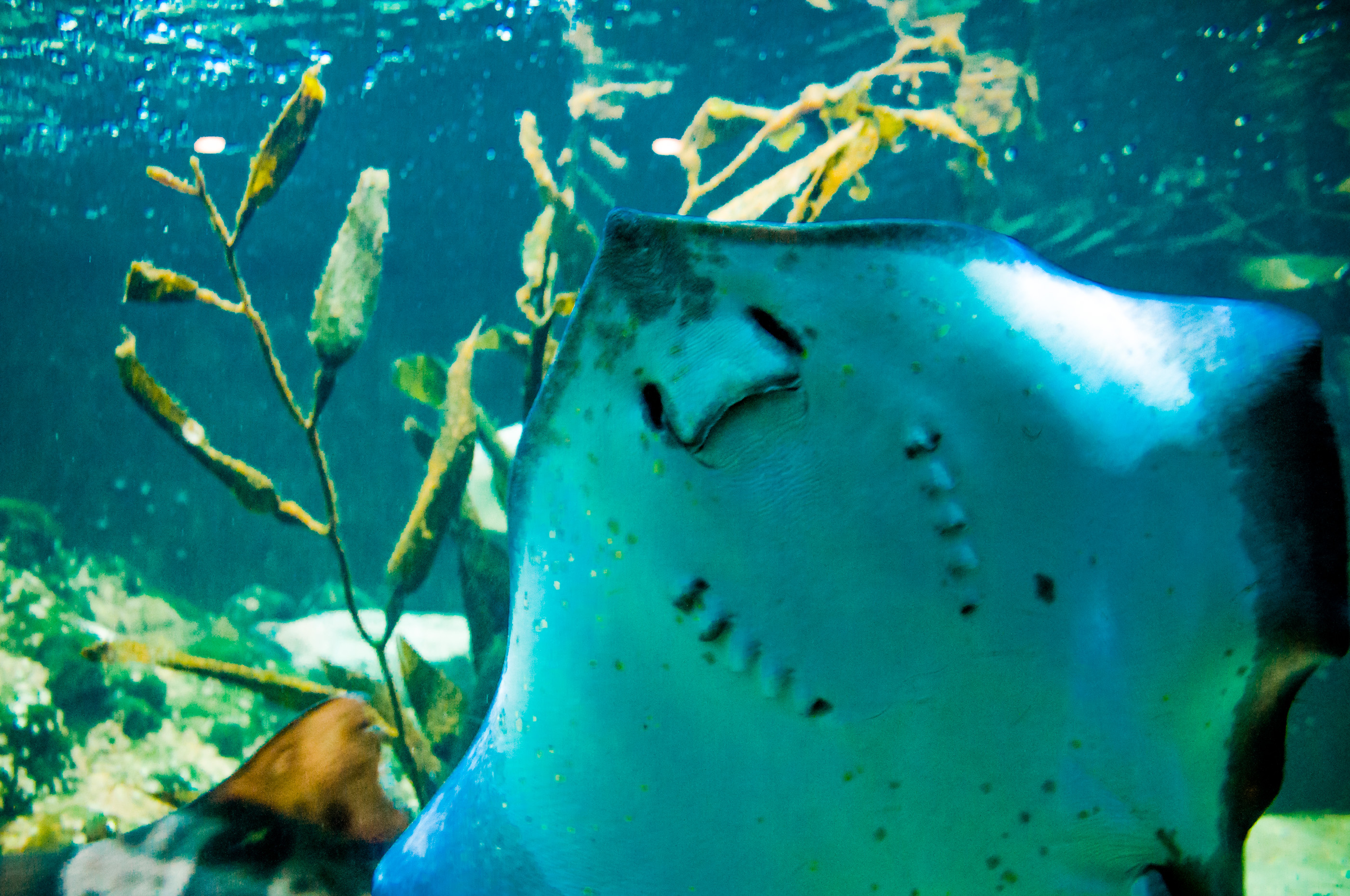 Manta ray floating underwater photo