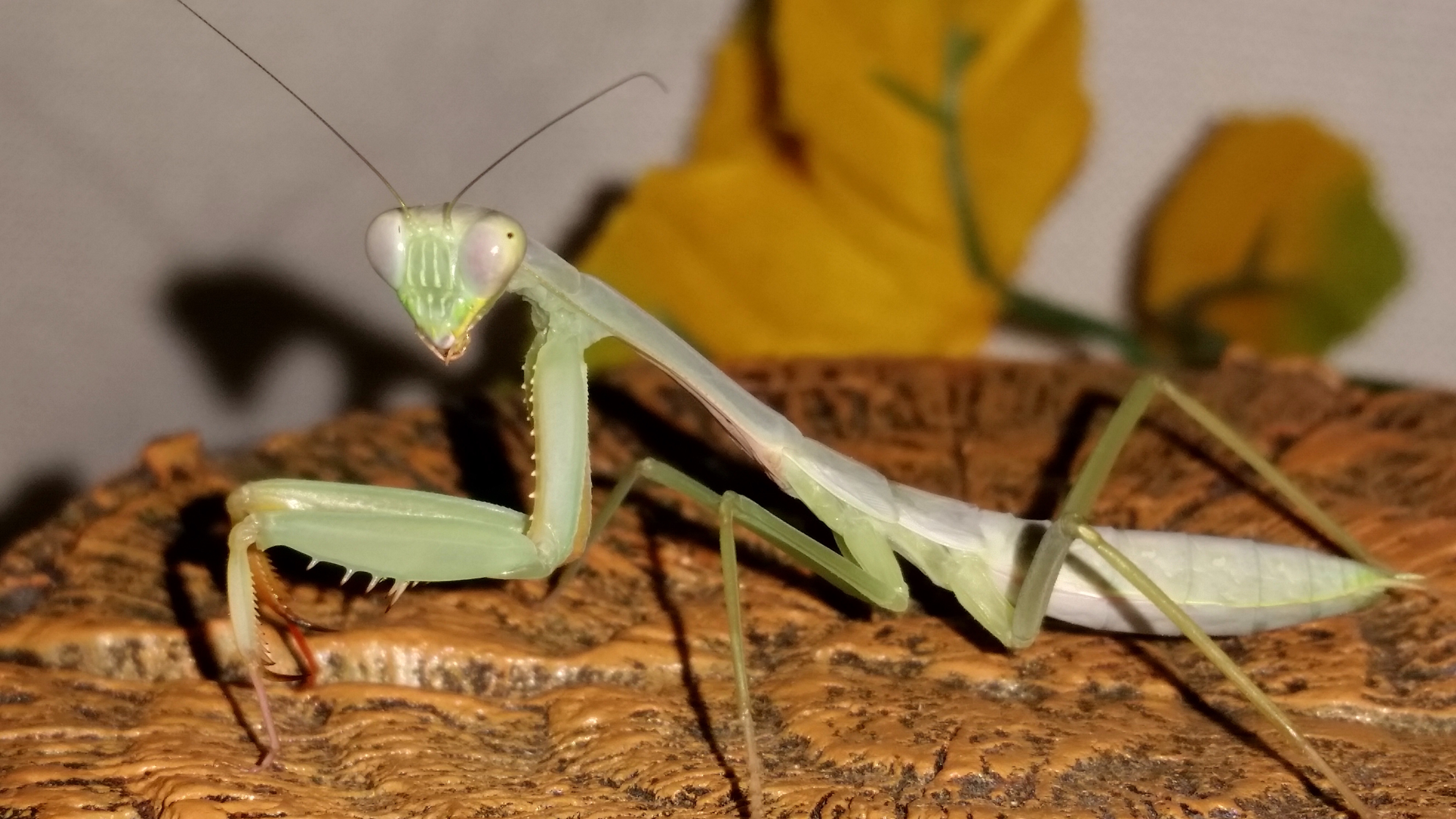 Mantid – mantis monarch