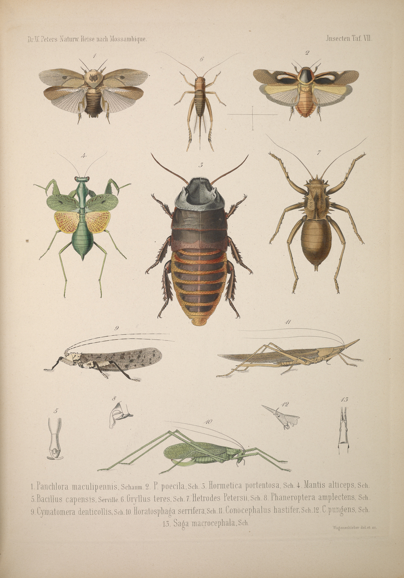 Includes species of cockroach, mantid, cricket, and katydid