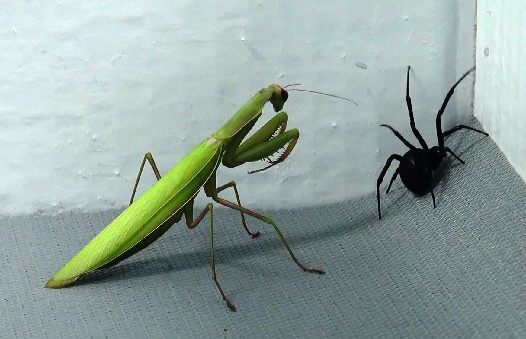Black Widow vs Praying Mantis - That's right, run spider run! | The ...