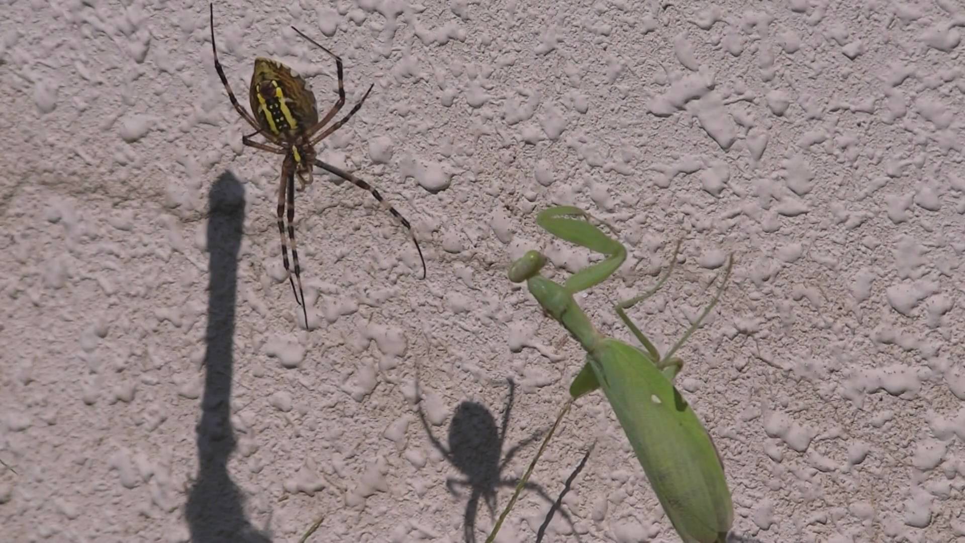 Praying Mantis VS Spider かまきりＶＳくも - YouTube