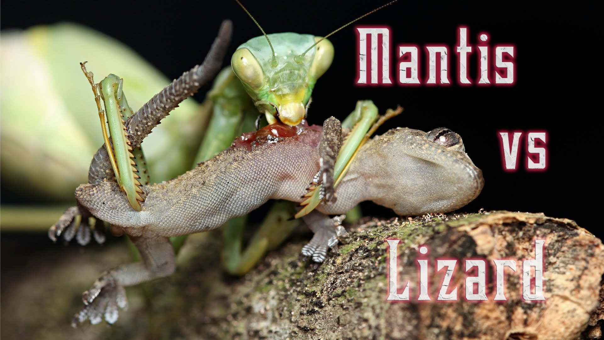 Praying Mantis eats a still living lizard - YouTube