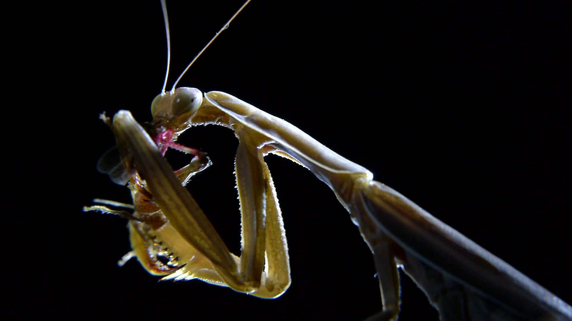 closeup of praying mantis in the night eating a grasshopper prey ...