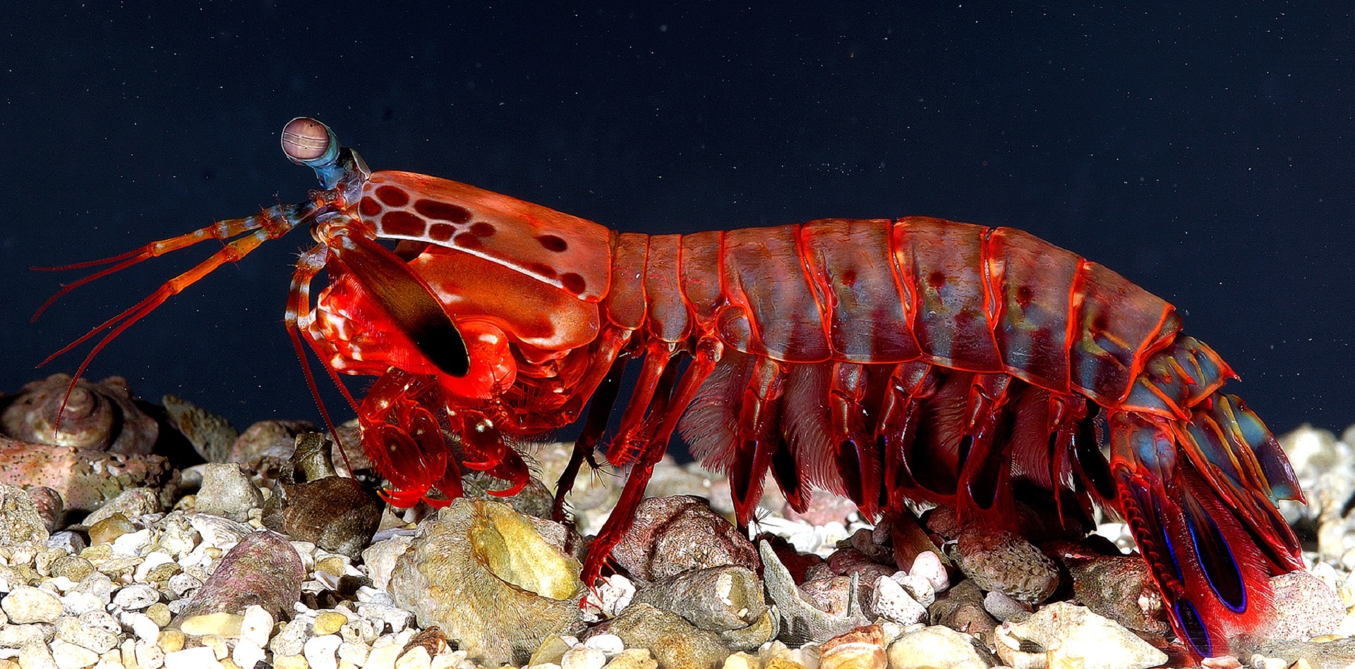 Mantis shrimp photo