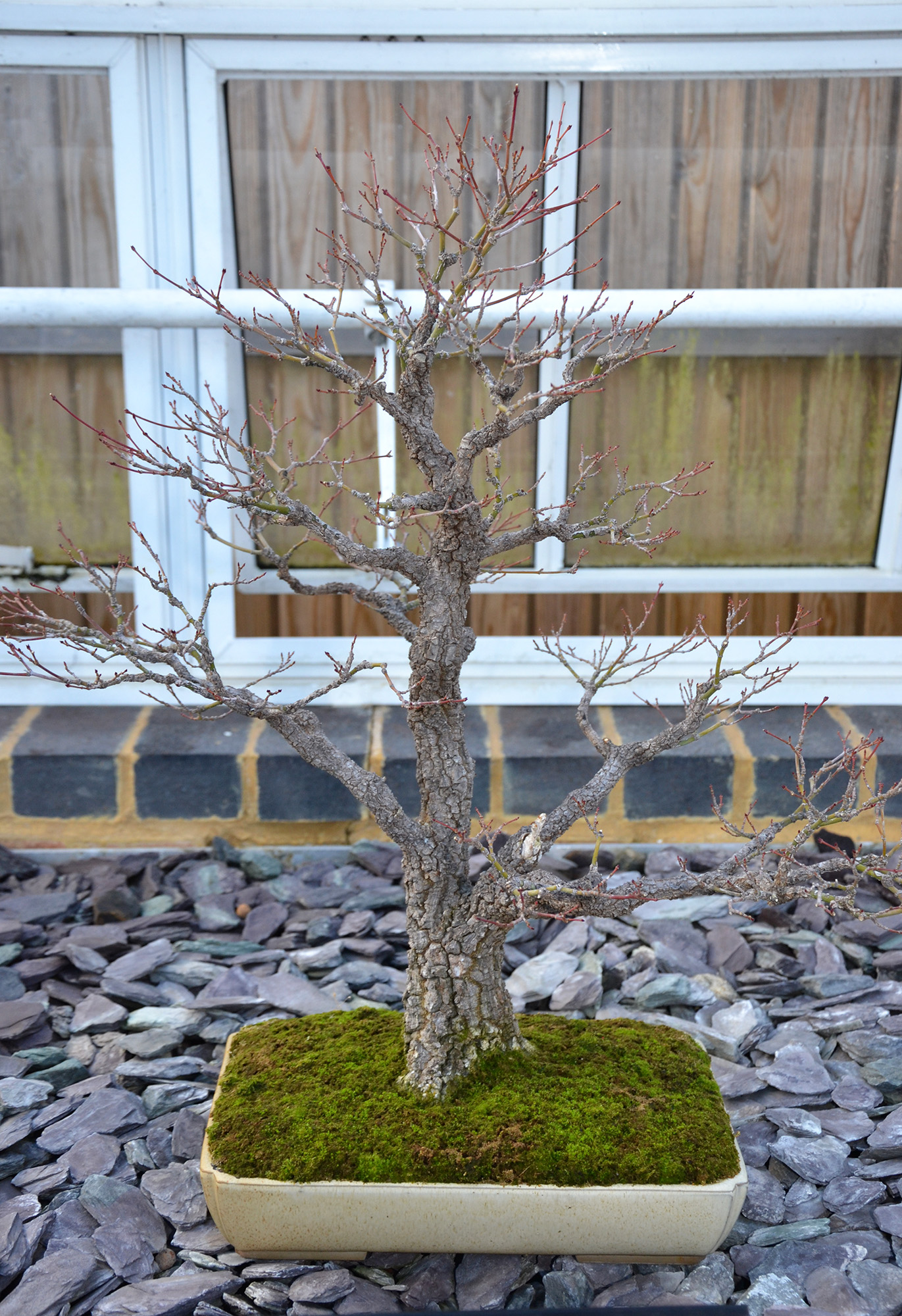 Maple bonsai tree photo