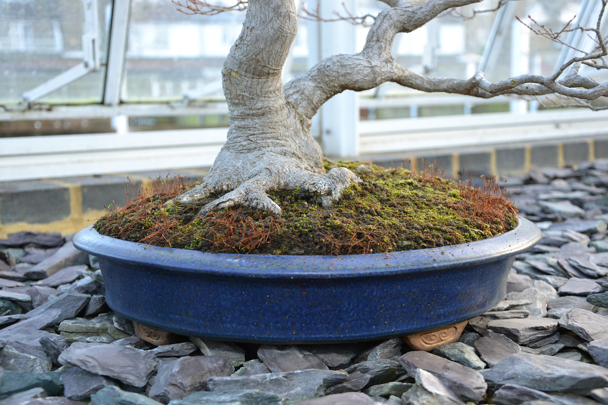 Maple bonsai tree and container photo