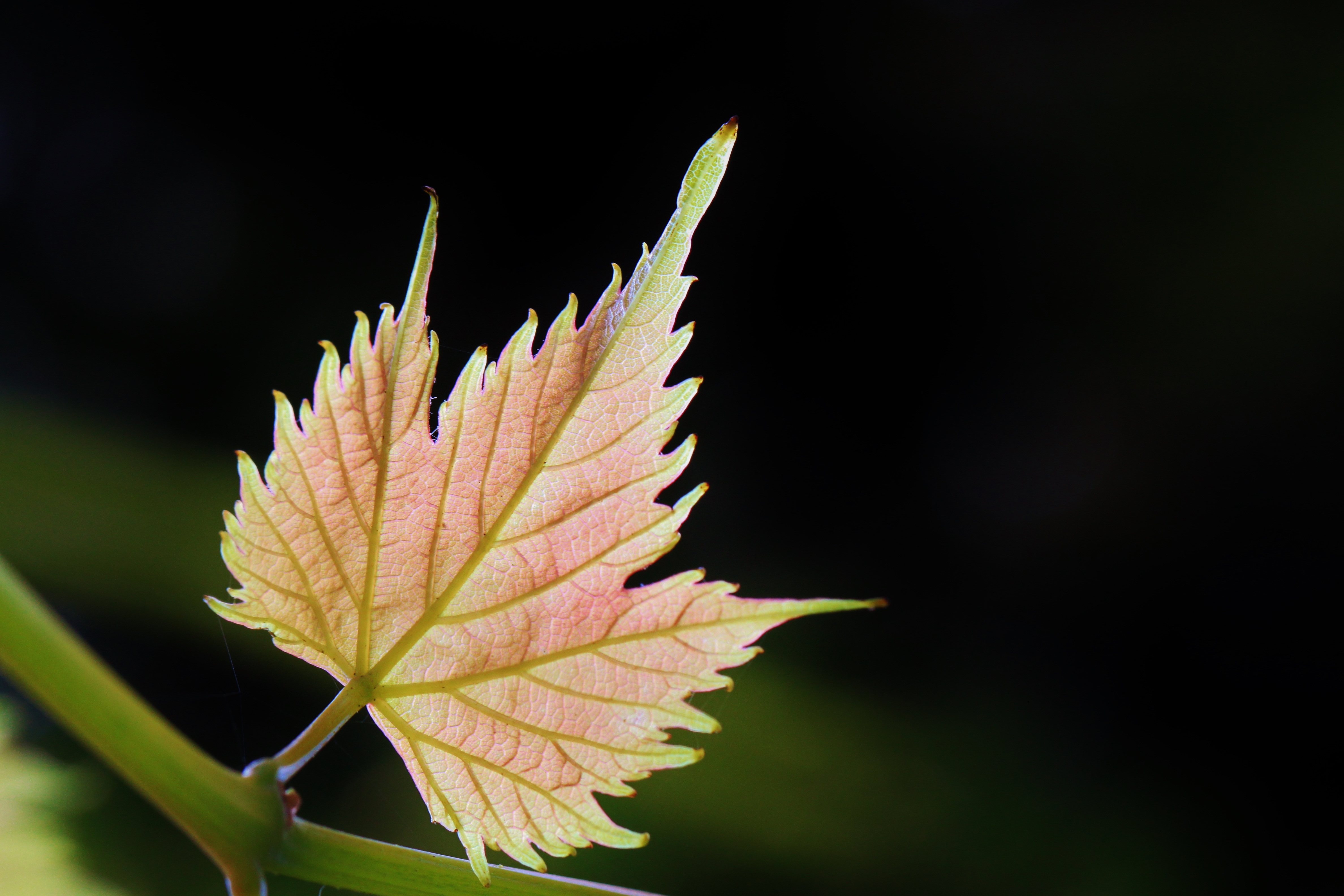 Maple leaf photo