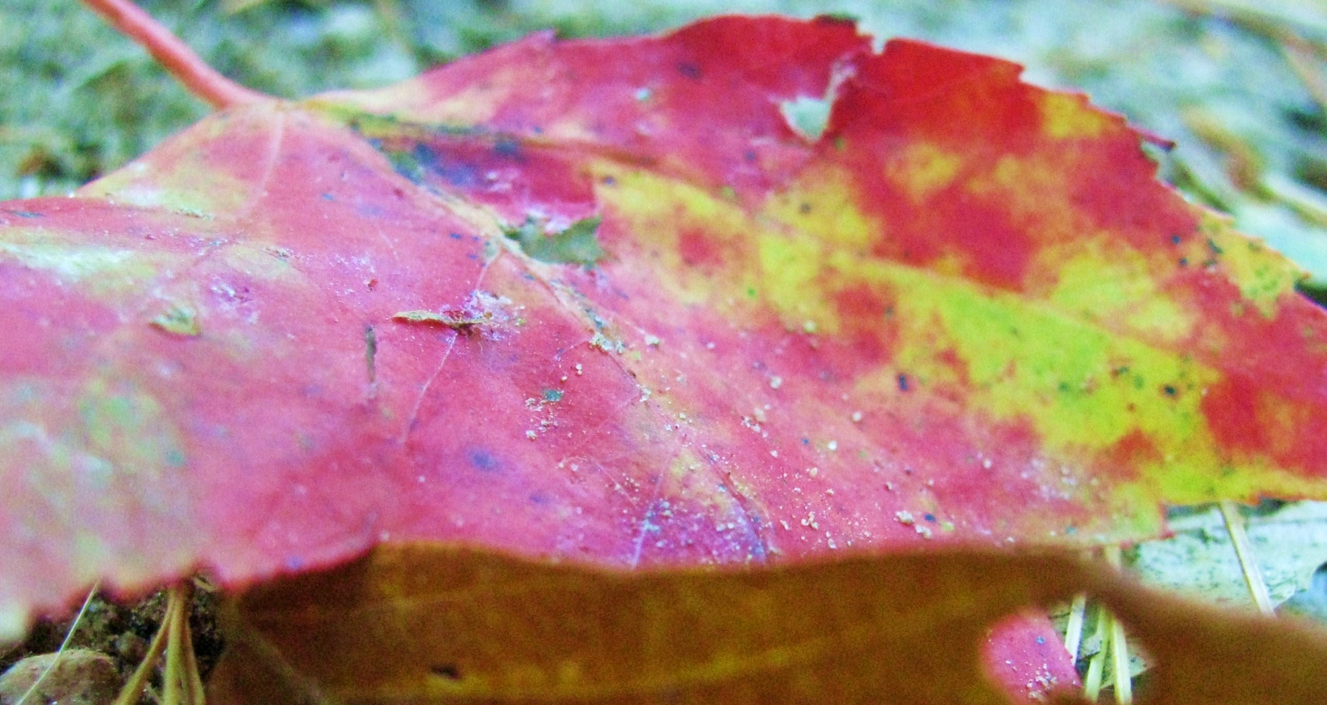 Maple leaf photo
