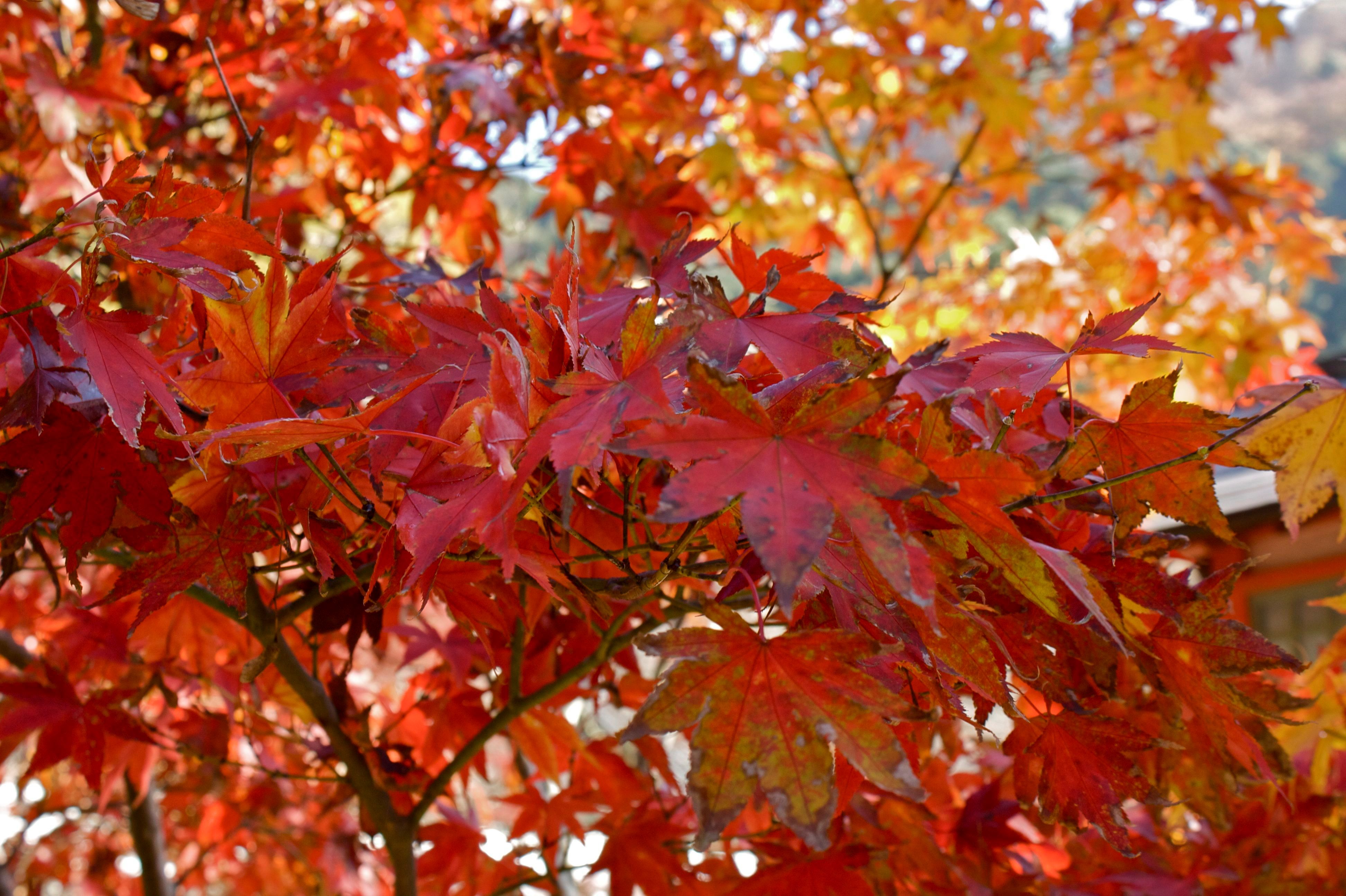 Free photo: Maple leaves - Autumn, Maple, Trees - Free Download - Jooinn