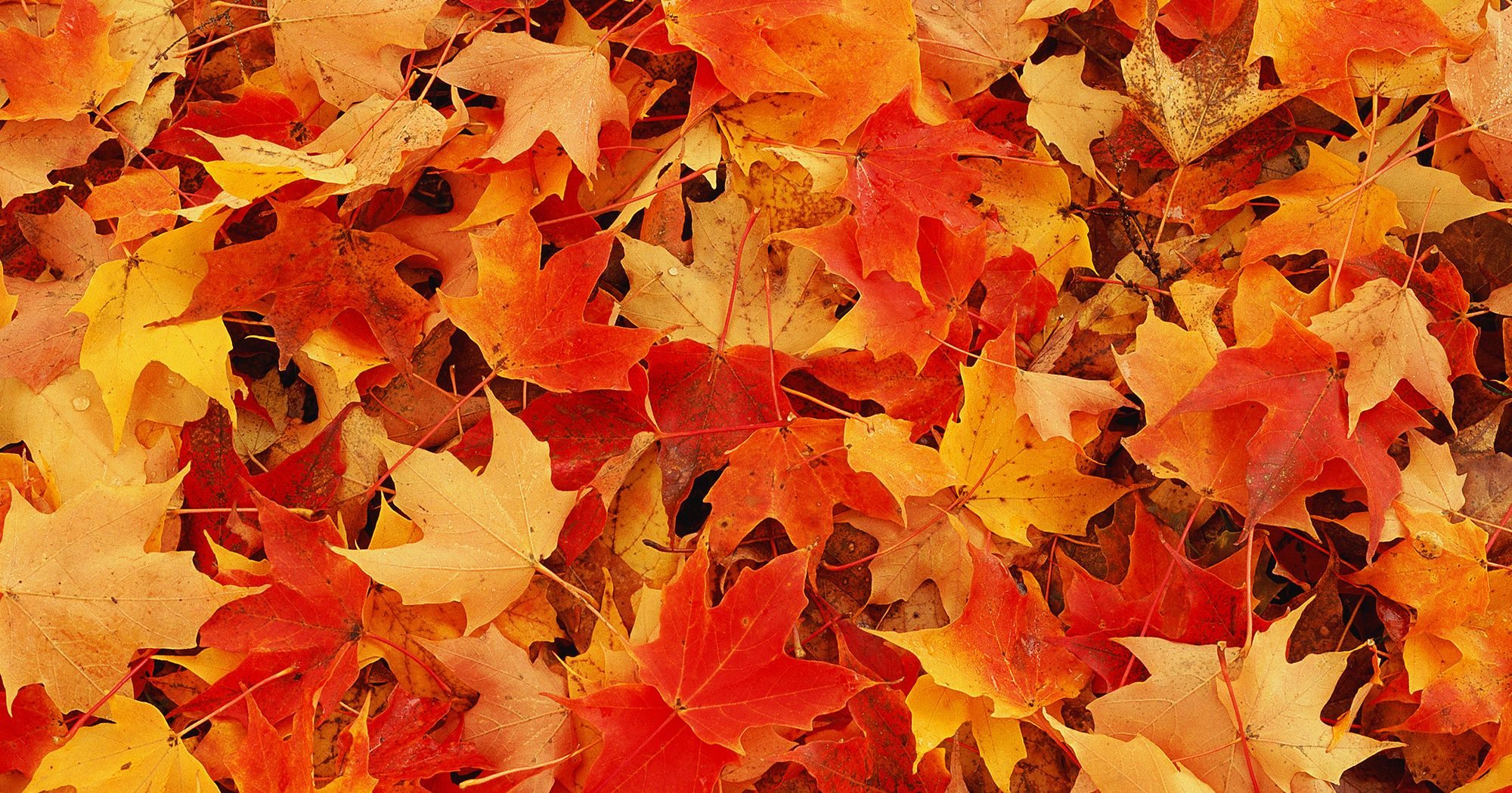 Cash 4 Leaves Sell Fall Foliage For Money New England