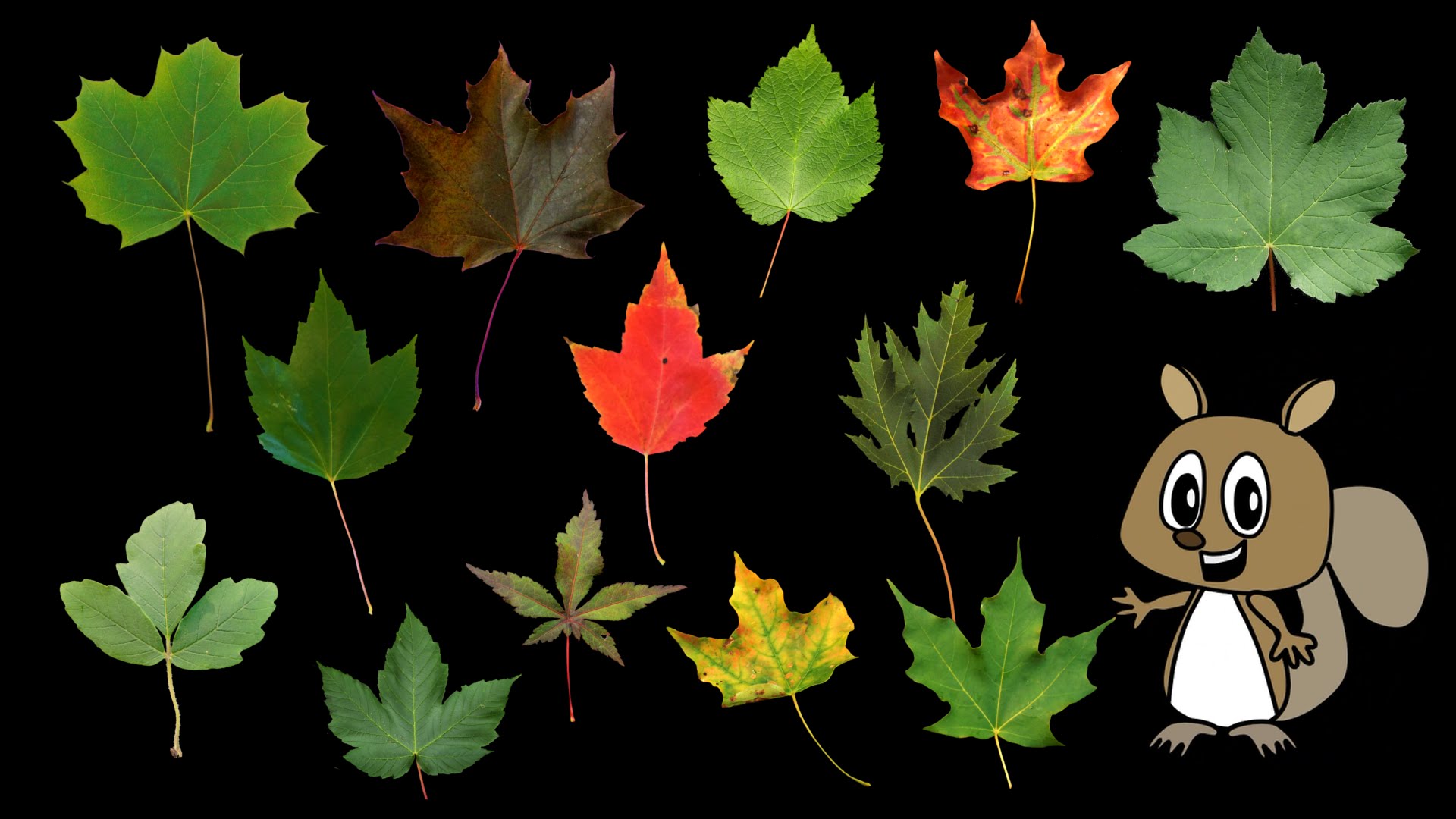 Maple Leaves - Nature / Fall Foliage - The Kids' Picture Show (Fun ...
