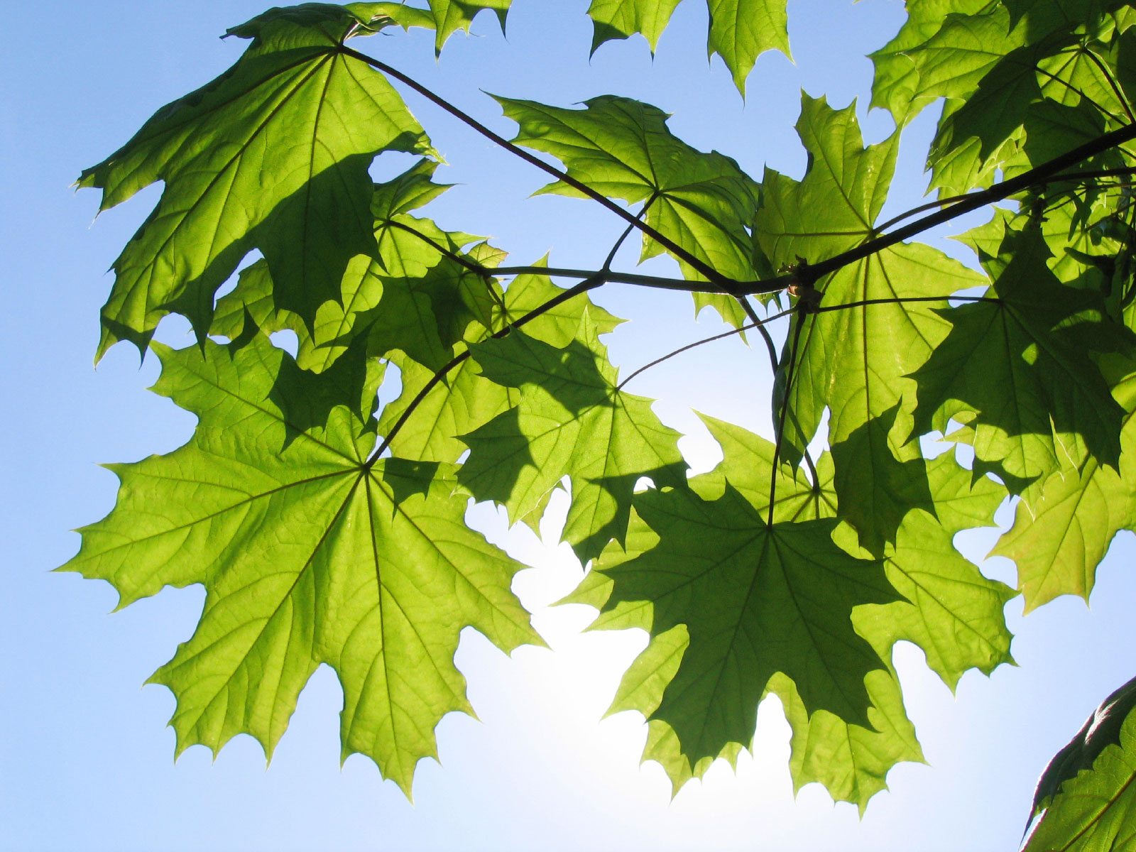Maple Tree Varieties: Information About Maple Tree Identification