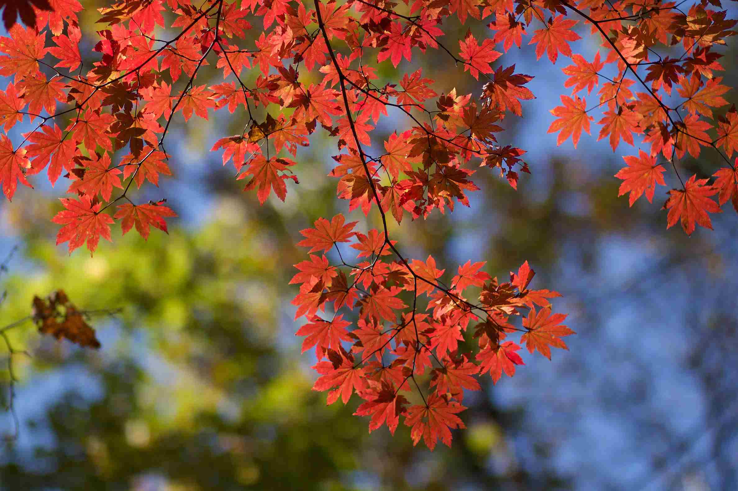Get to Know a Variety of Maple Tree Species