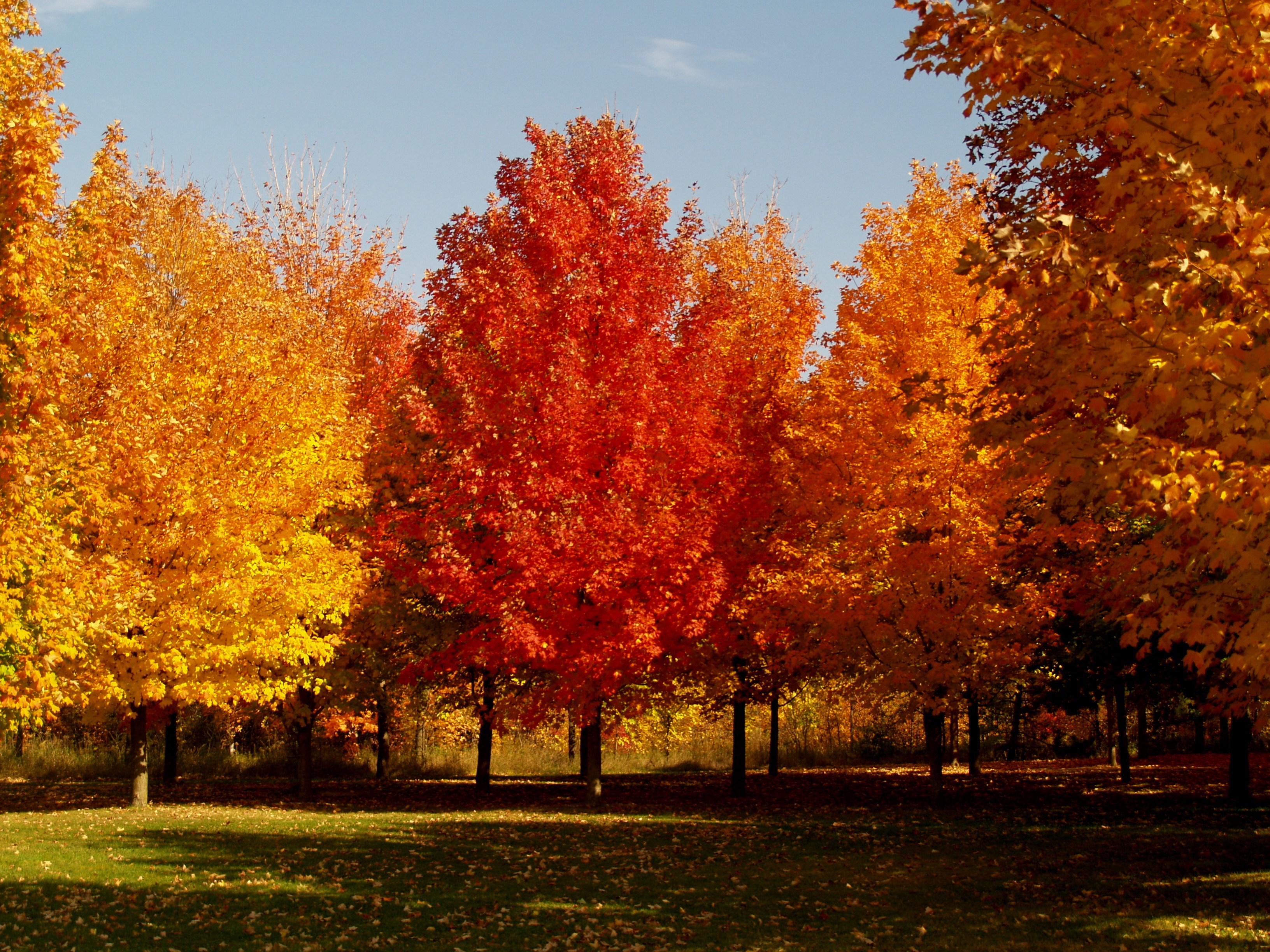 Sugar Maple - The King of the Shade Trees - Knecht's Nurseries ...