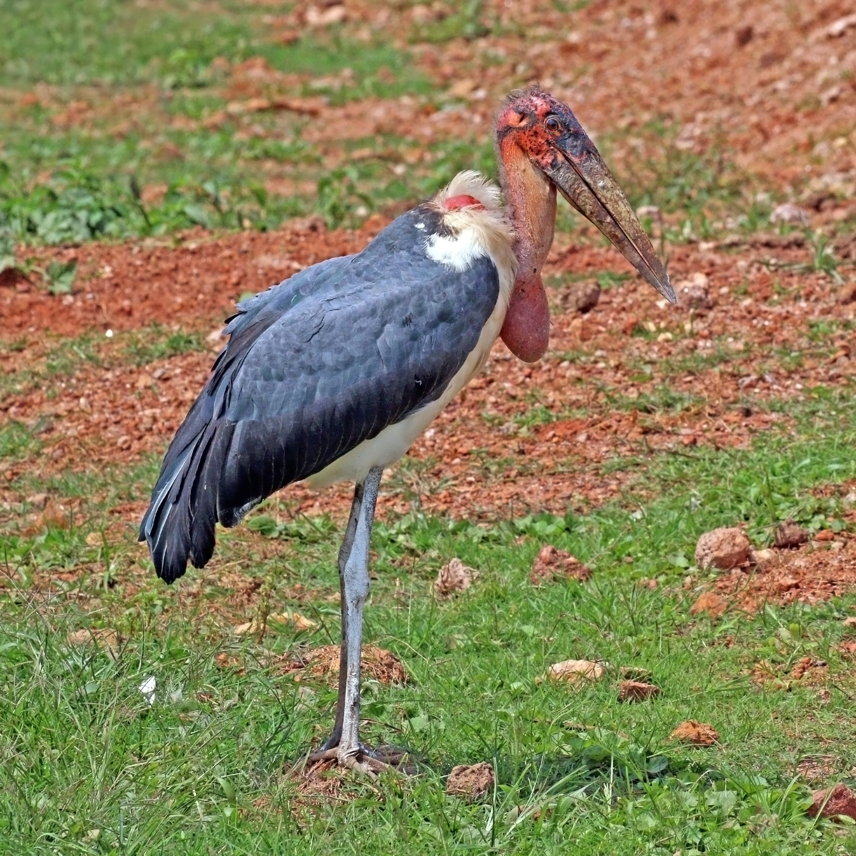 Marabou stork - Wikipedia