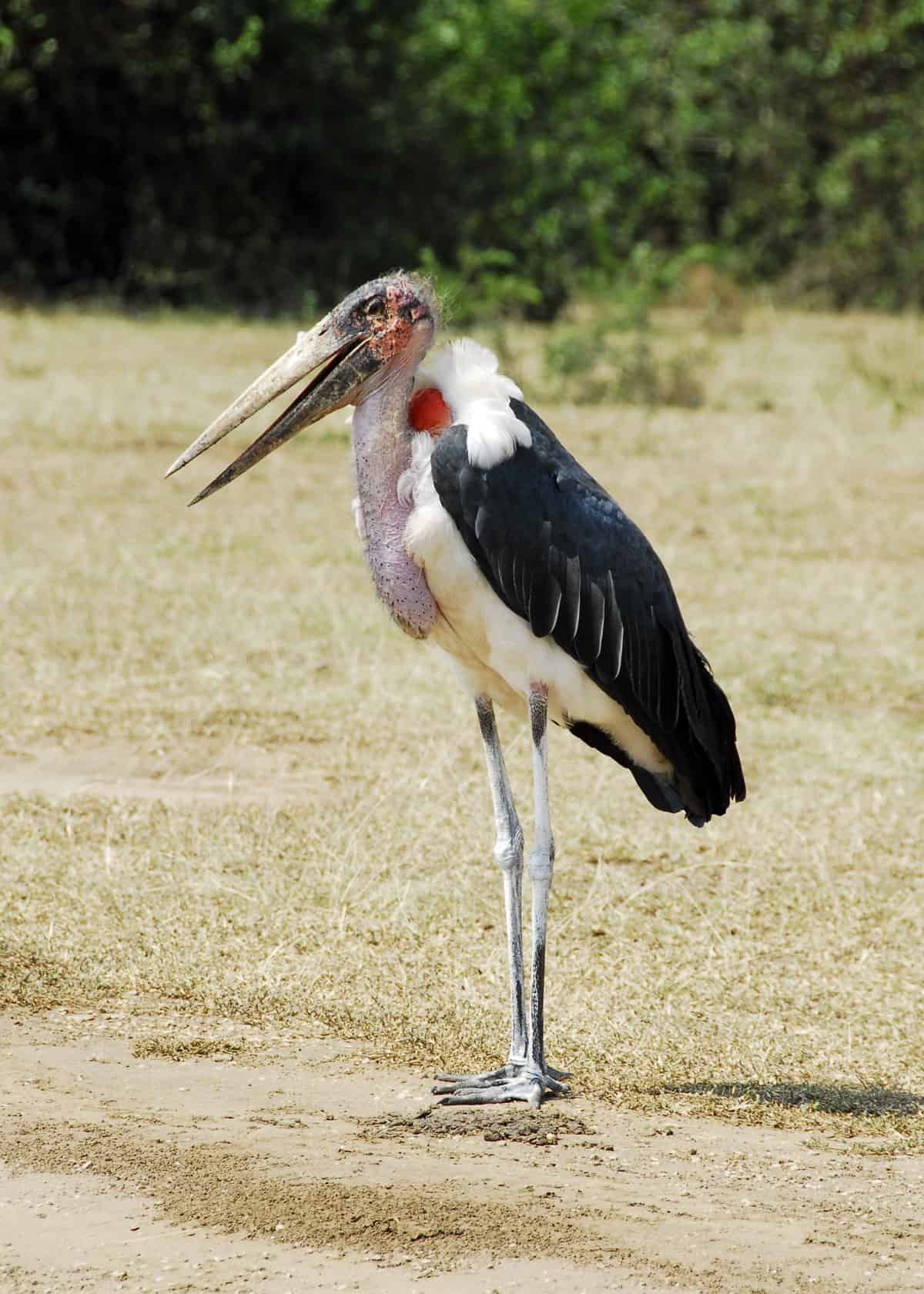 Marabou stork facts | Uganda: Things to do, places to see ...