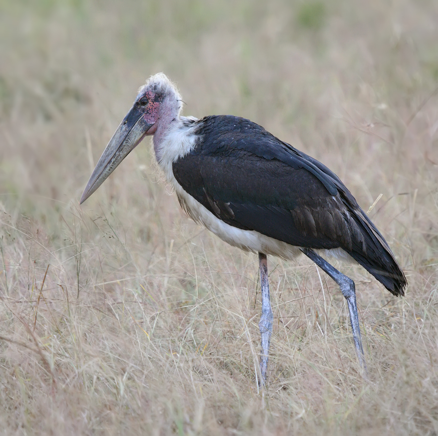 File:Marabou stork, Leptoptilos crumeniferus edit1.jpg - Wikipedia
