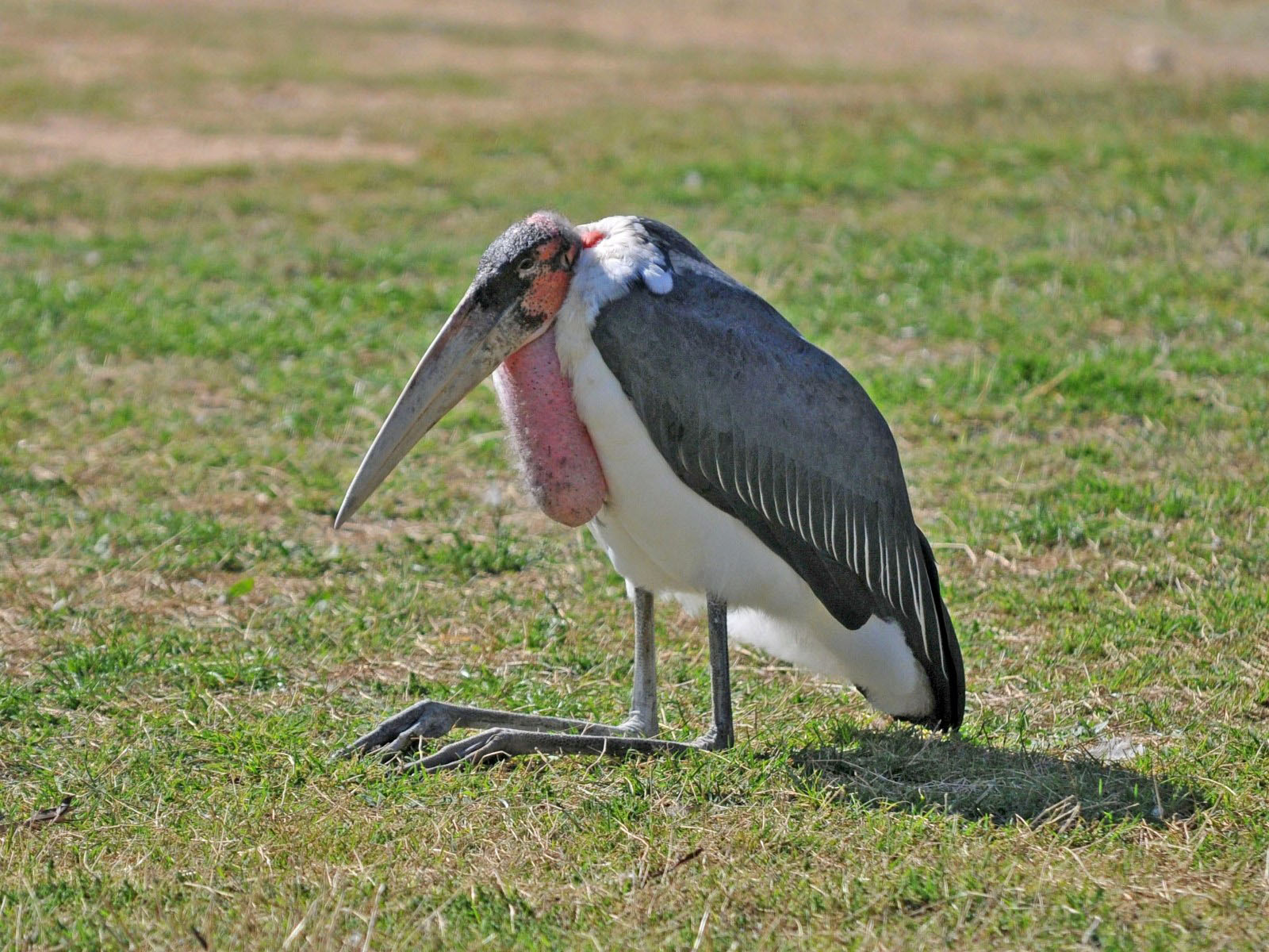 The Marabou stork. A mean, ugly peice of work. - Album on Imgur