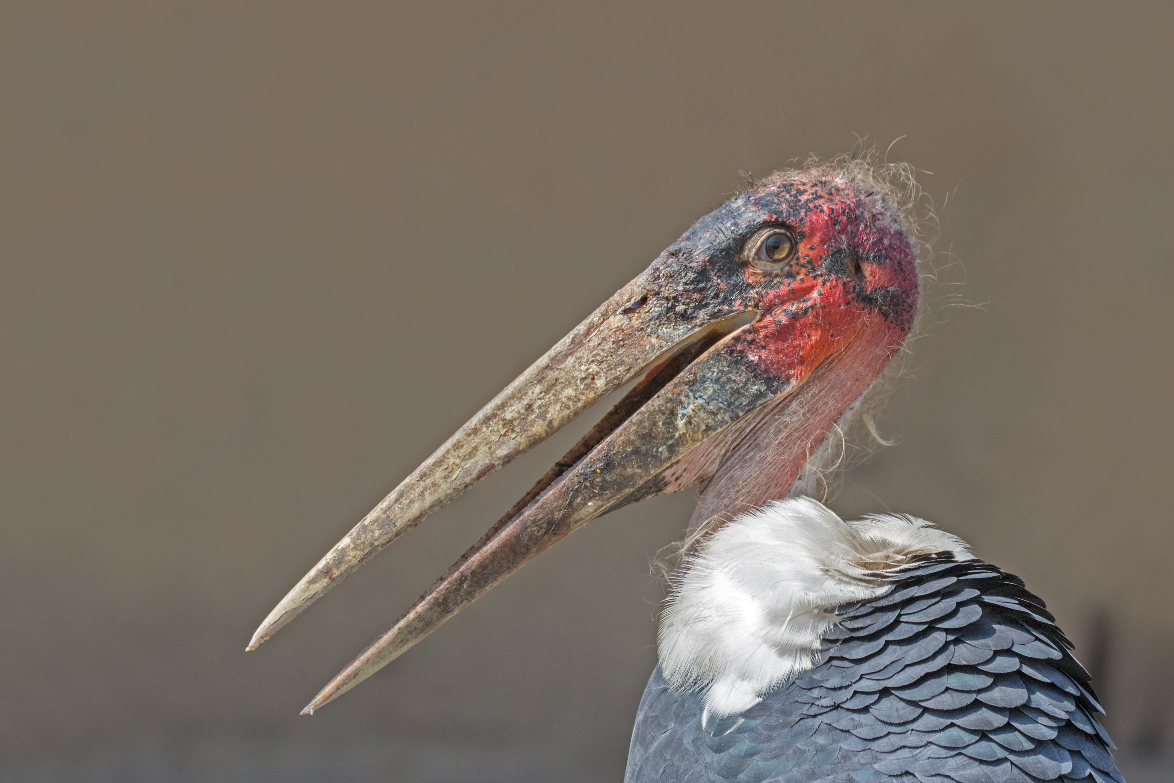File:Marabou stork (Leptoptilos crumenifer) head.jpg - Wikimedia Commons