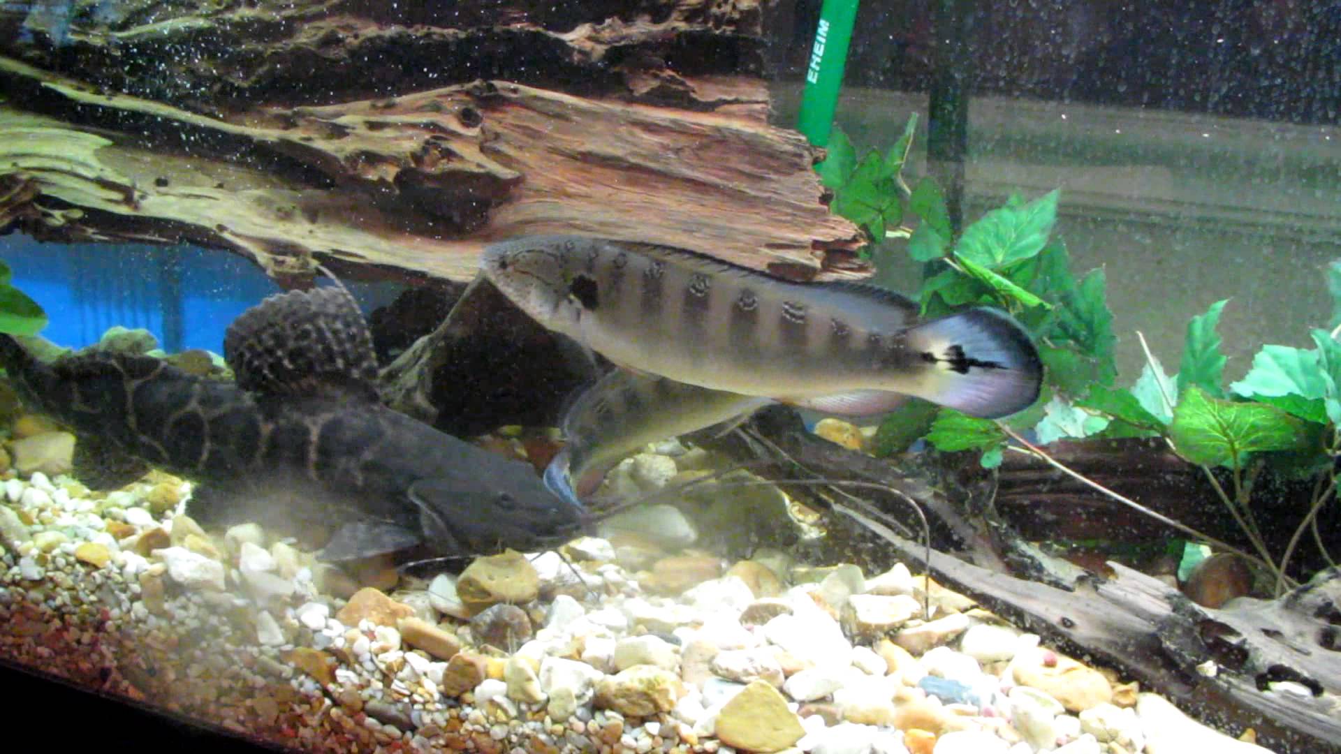 Achara catfish and lenticulatas - YouTube