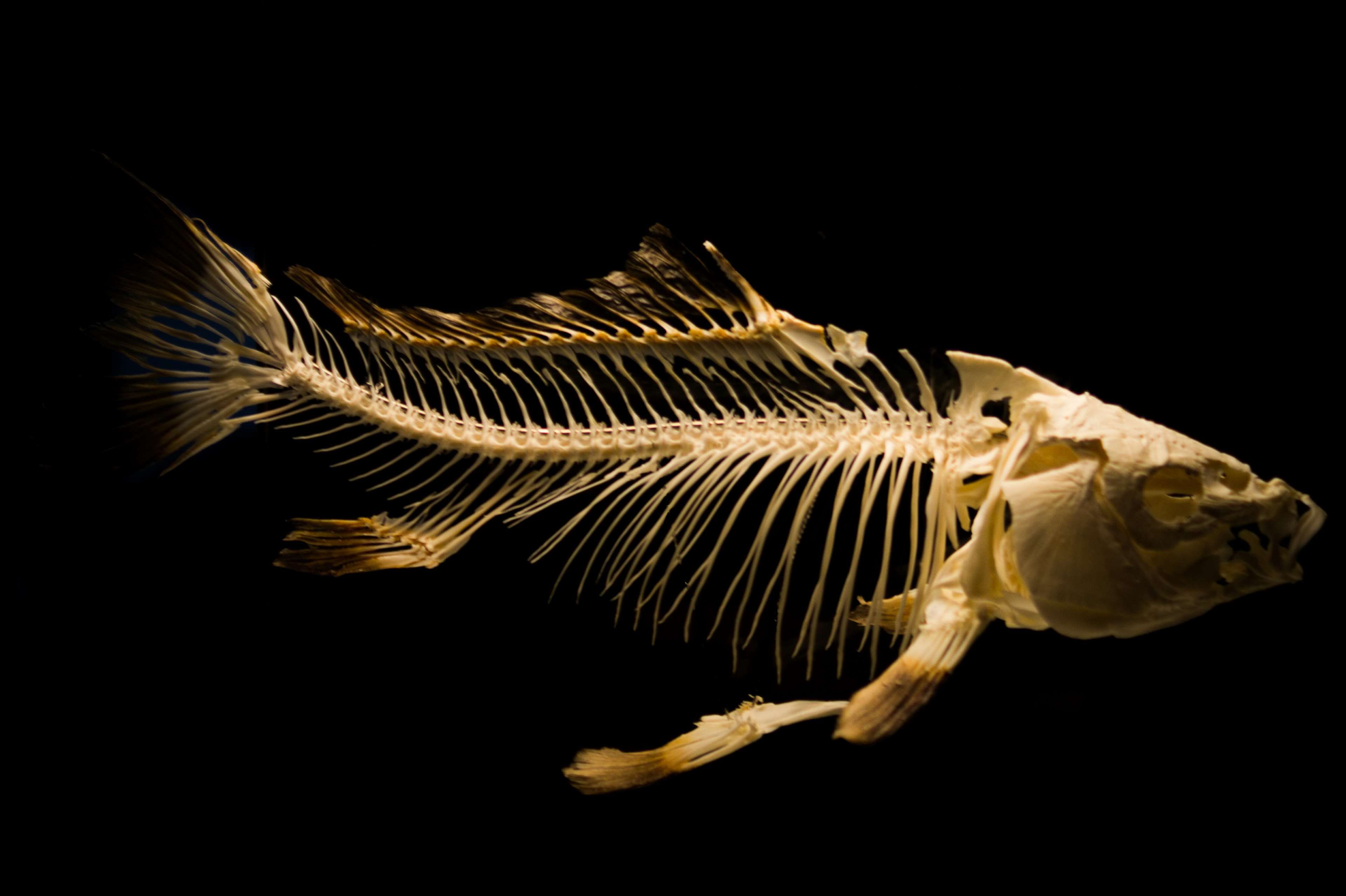 fish #fish bones #museum #skeleton | wallpapers and backgronds ...