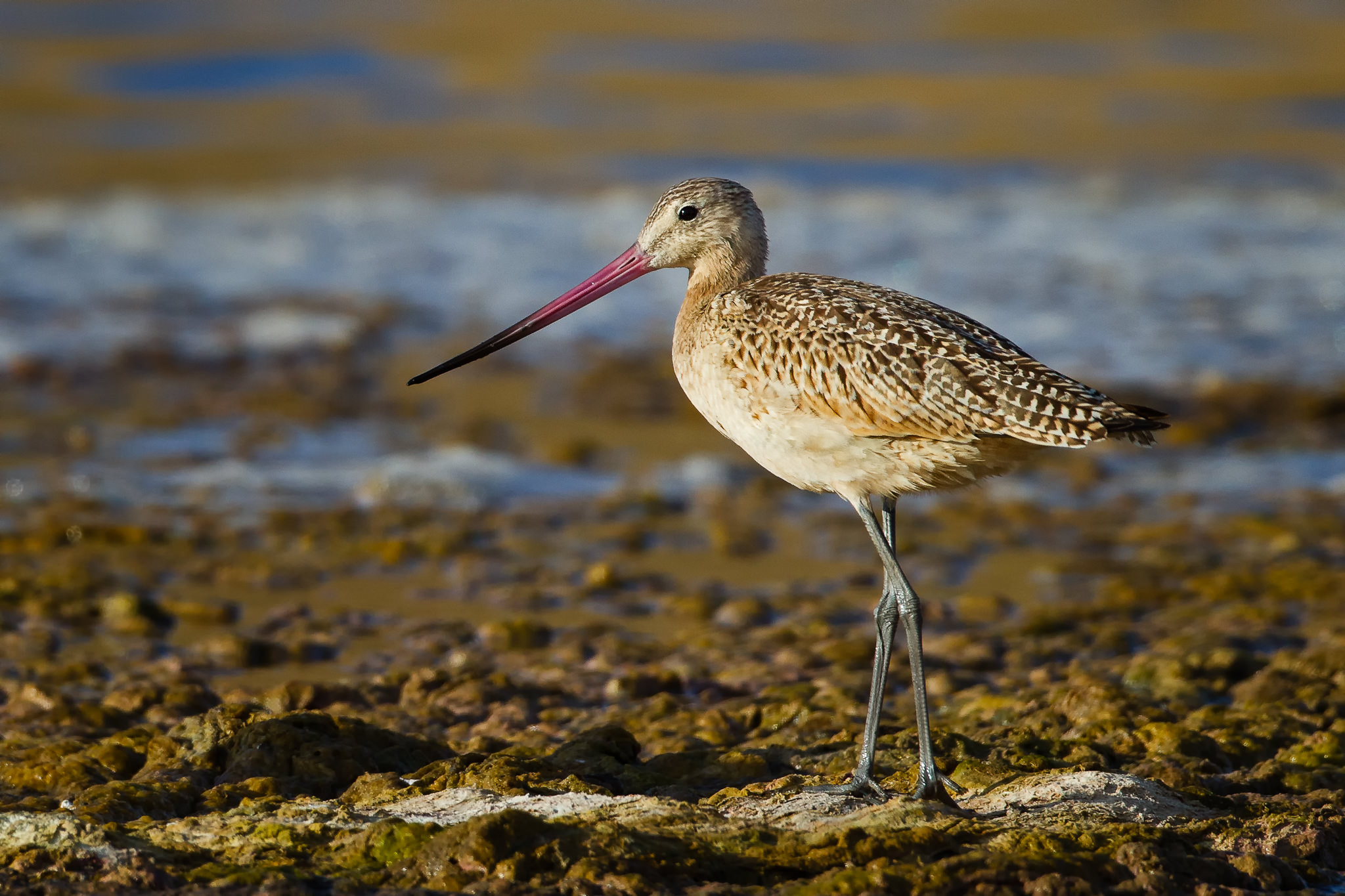 THE MARBLED GODWIT -