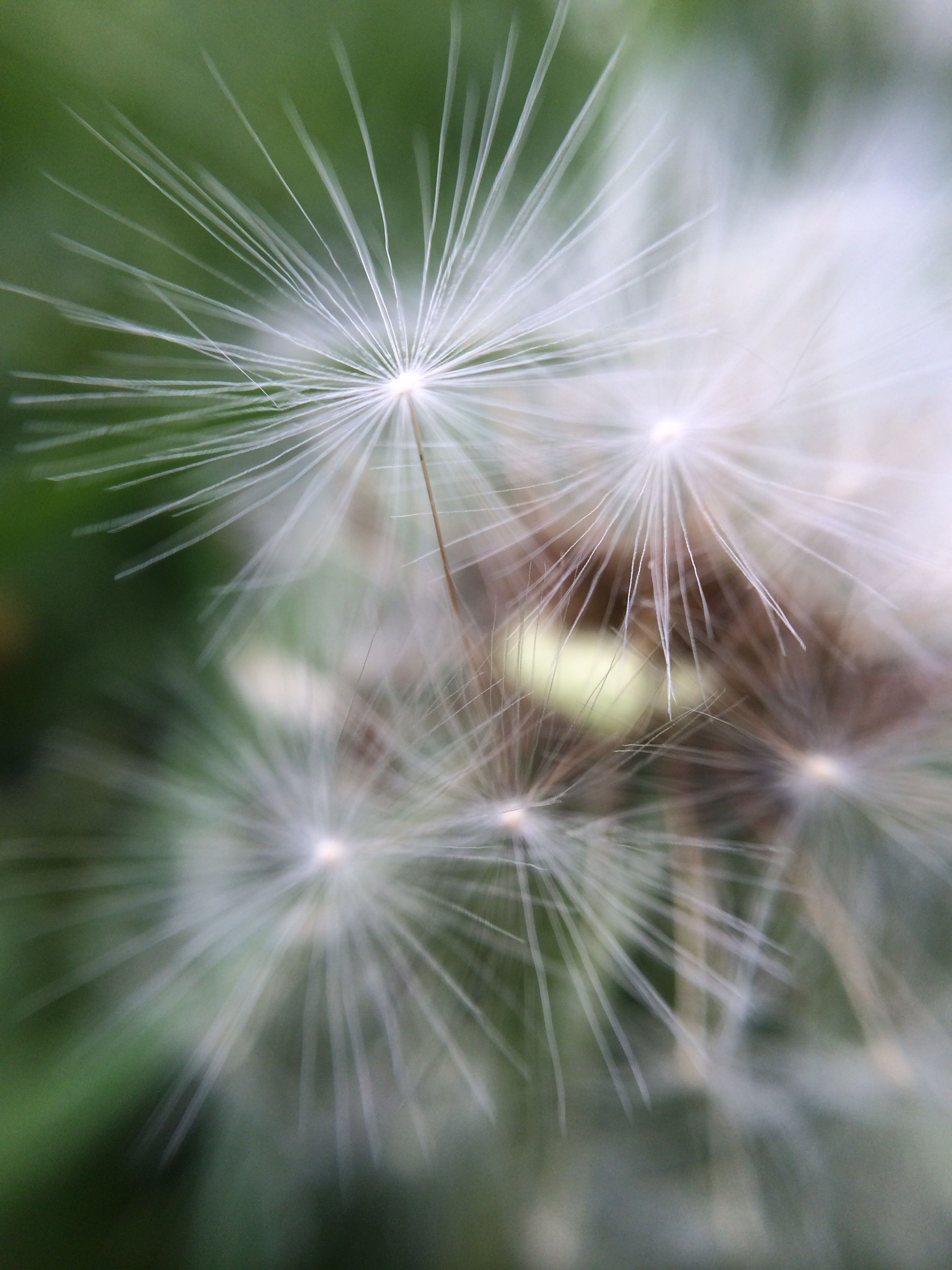 Dandelion photo taken using an iphone5s with the olloclip using the ...