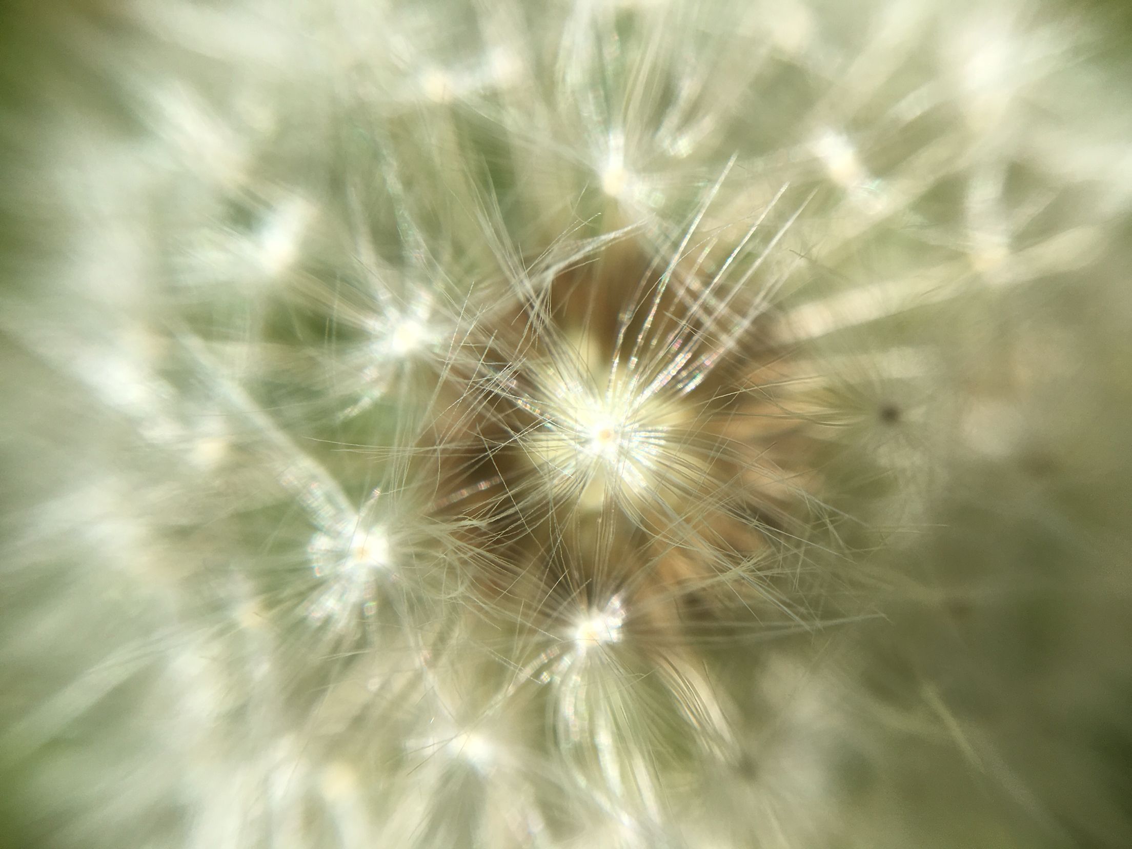 Macro lenses dandelion puff | Photography | Pinterest | Lenses and ...