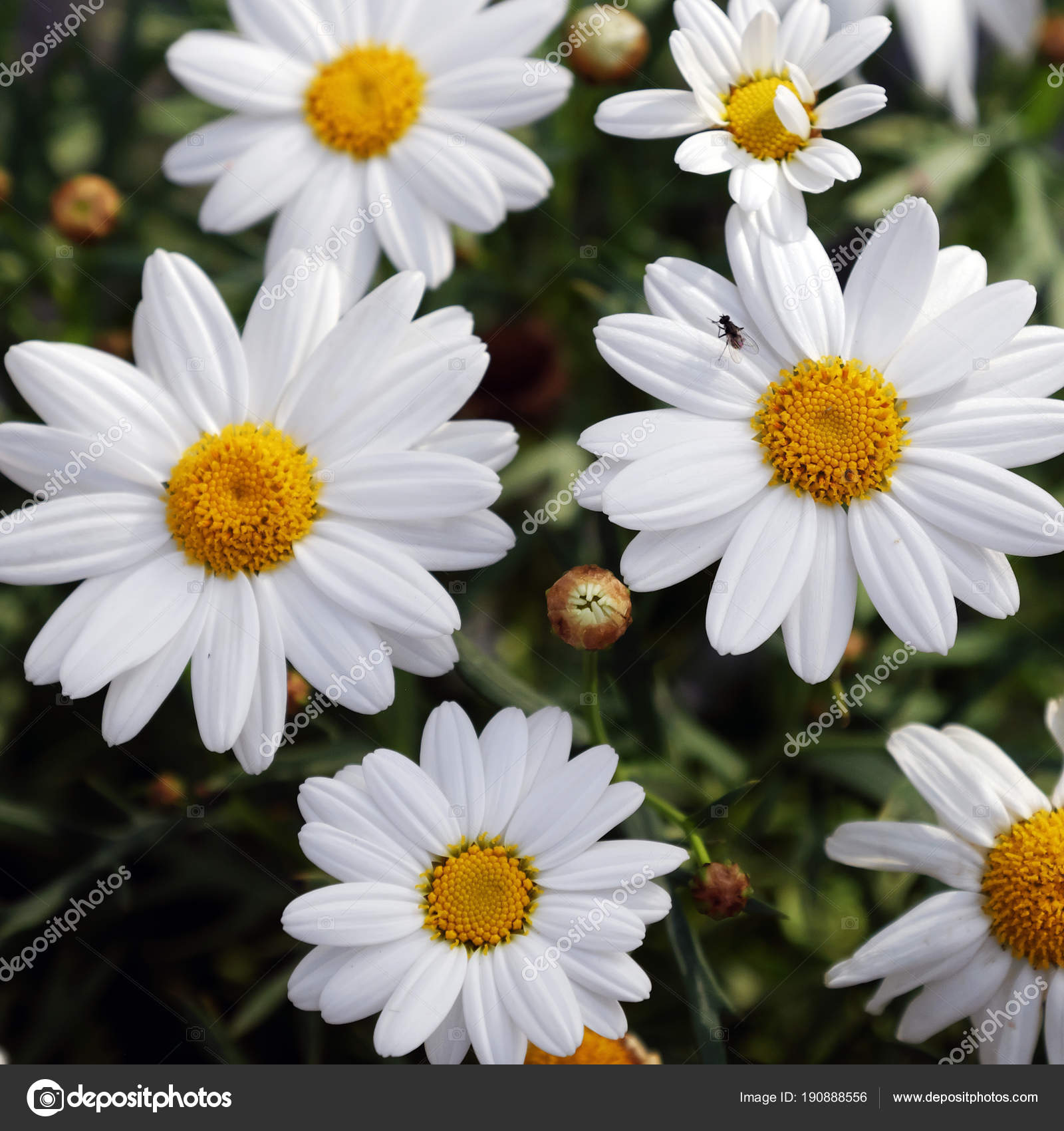 marguerite daisy bloom in pure white — Stock Photo © xuanhuongho ...