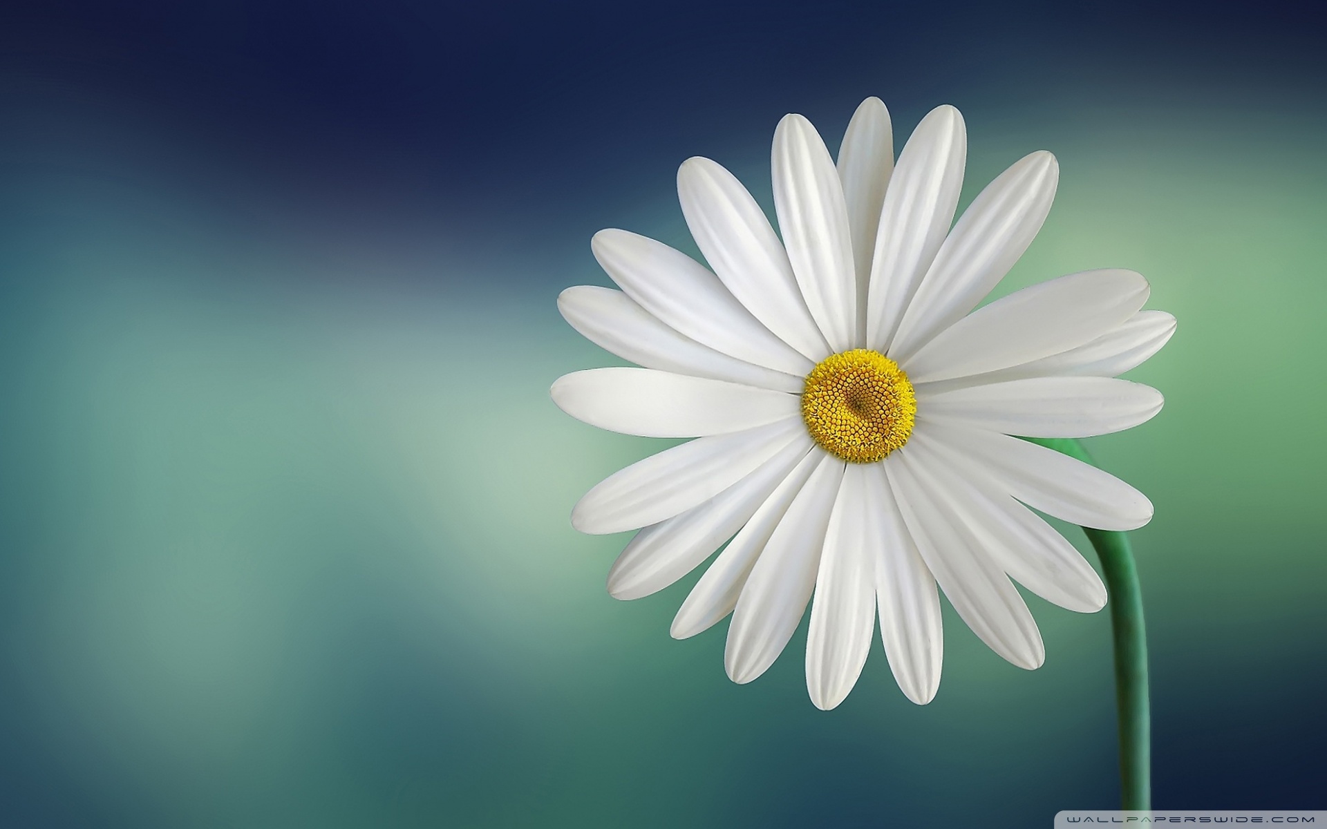 Marguerite Daisy Flower ❤ 4K HD Desktop Wallpaper for 4K Ultra HD ...