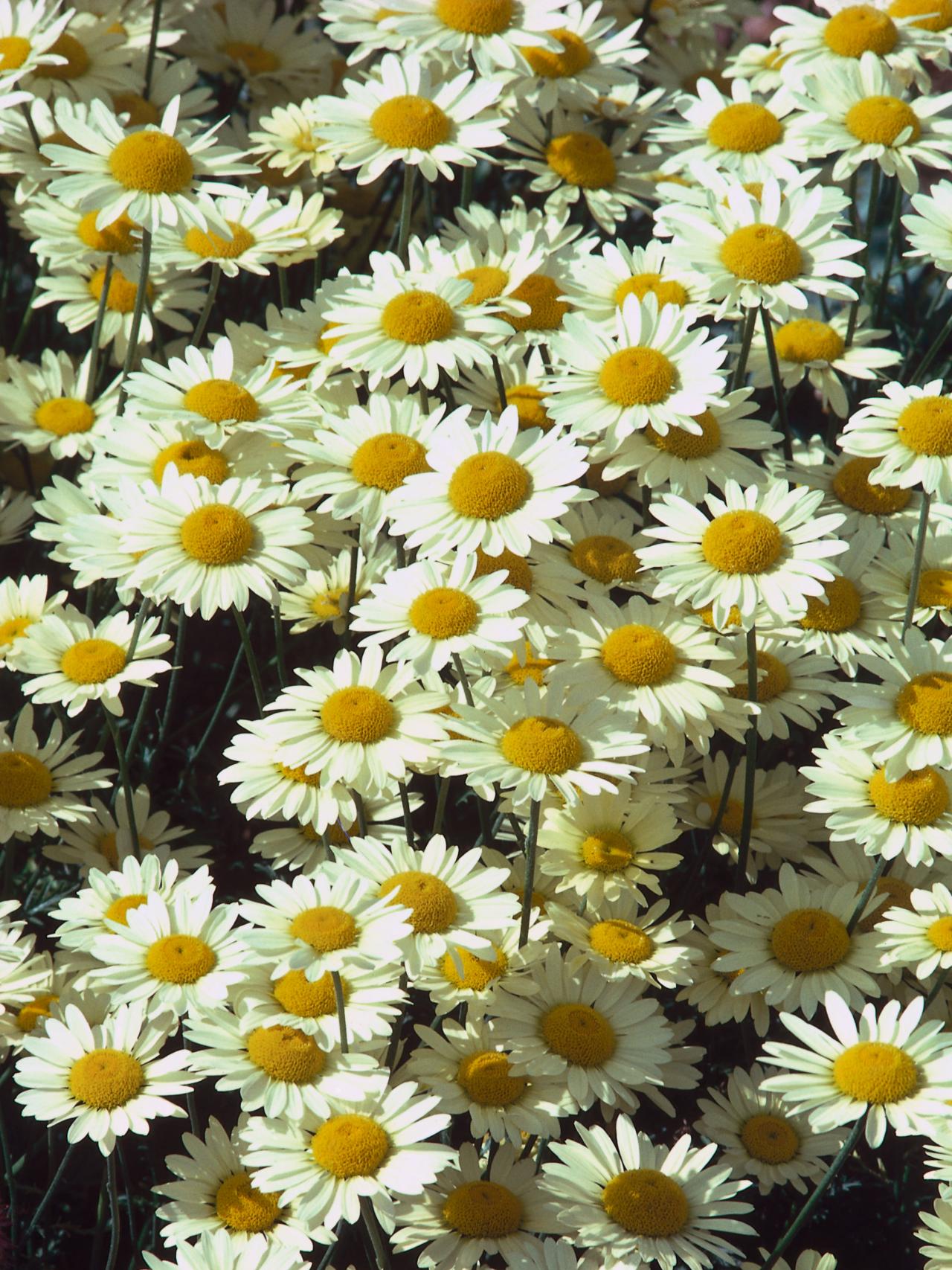 Golden Marguerite: Our Favorite Flowers | HGTV