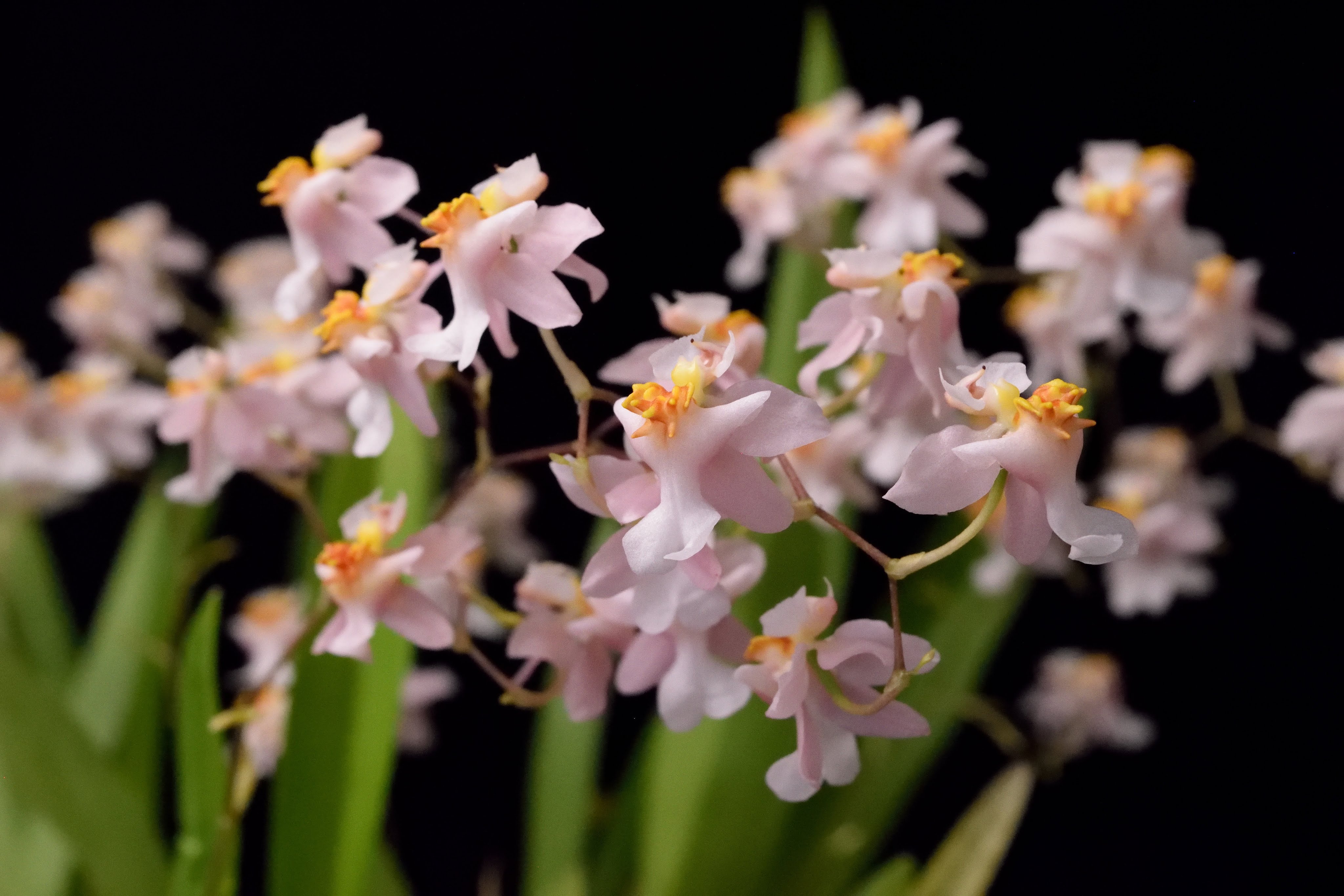 Oncidium Tsiku Marguerite- Orchid Profile - YouTube
