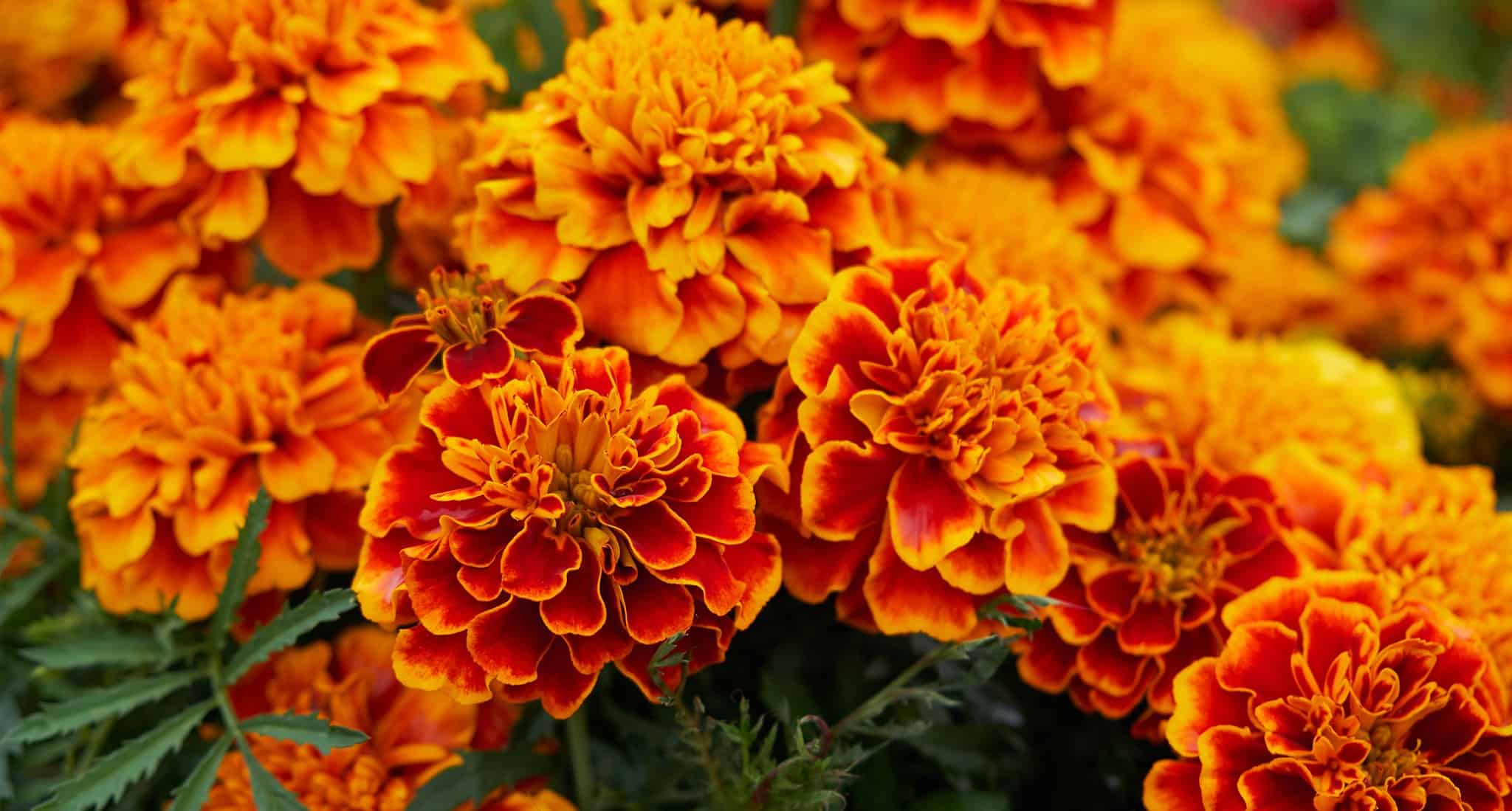 Do Marigolds Repel Mosquitoes? Planting Marigold to Keep Bugs Away