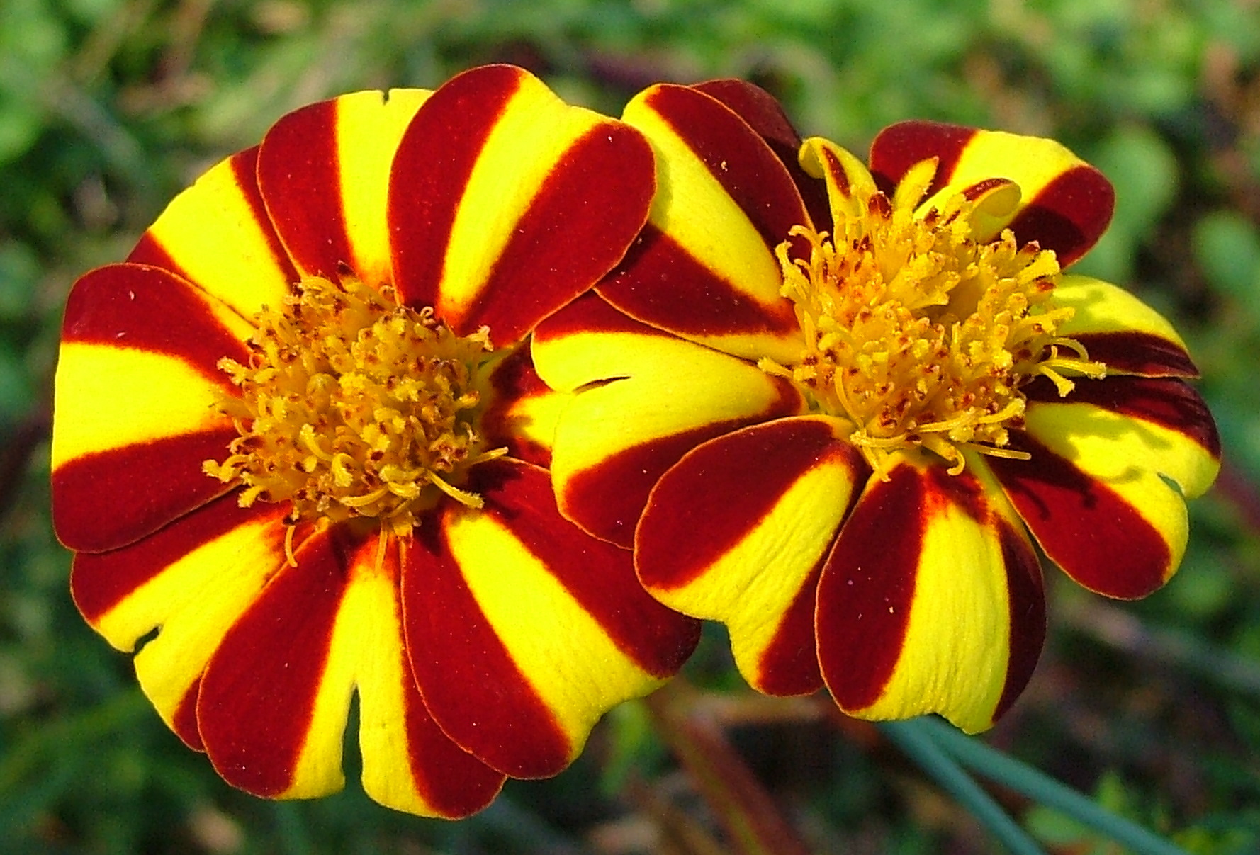 Marigolds (Jolly Jester) – Secret Seed Cartel
