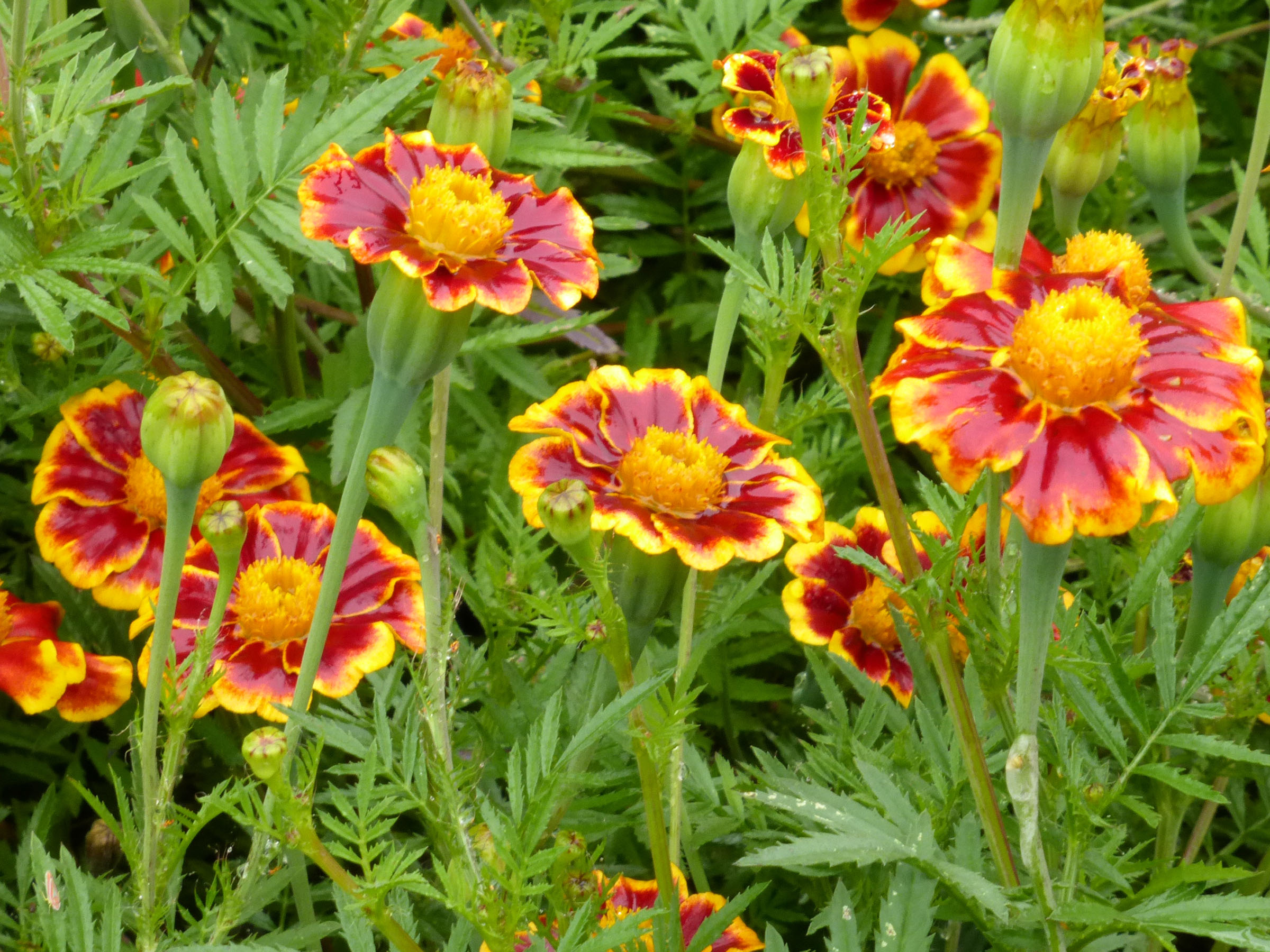 French Marigold, Frances's Choice, 0.5 g : Southern Exposure Seed ...