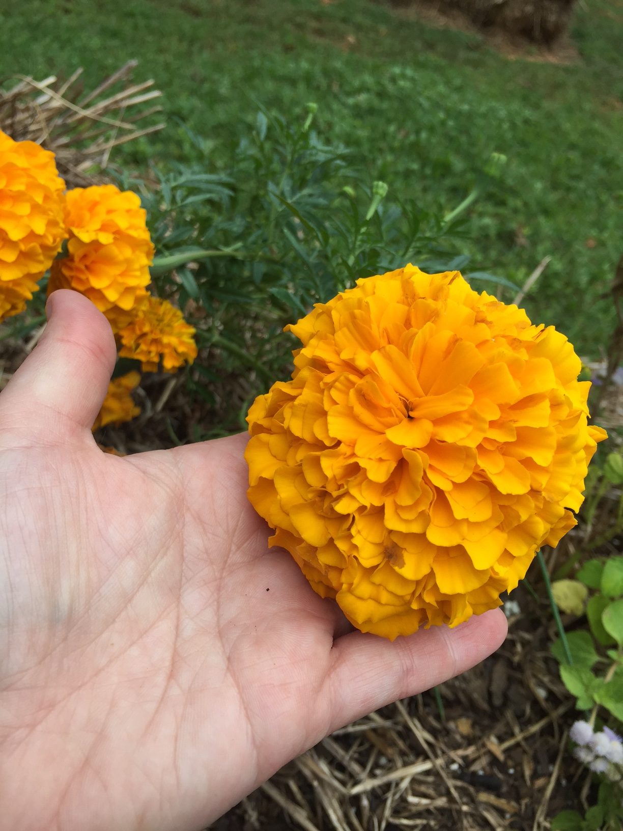 African Marigold Plants ? Growing African Marigolds In The Garden
