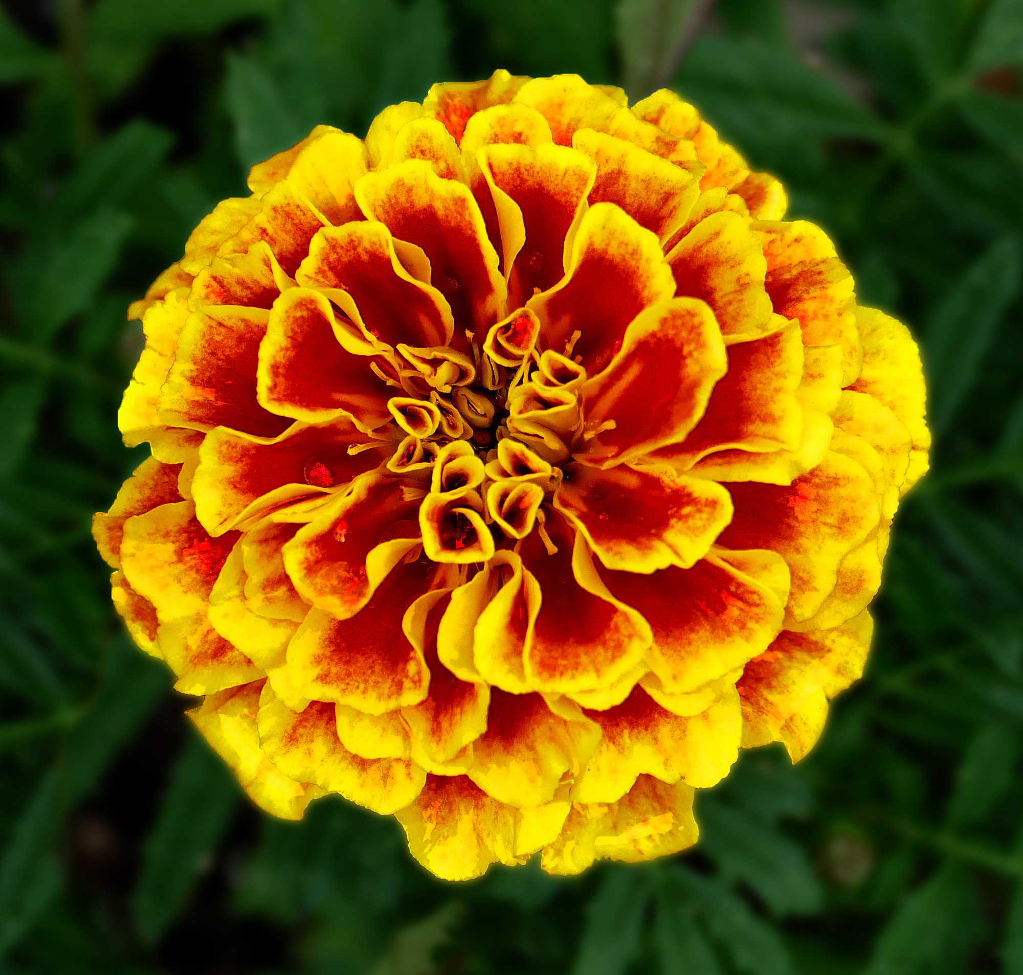 Red tagetes photo