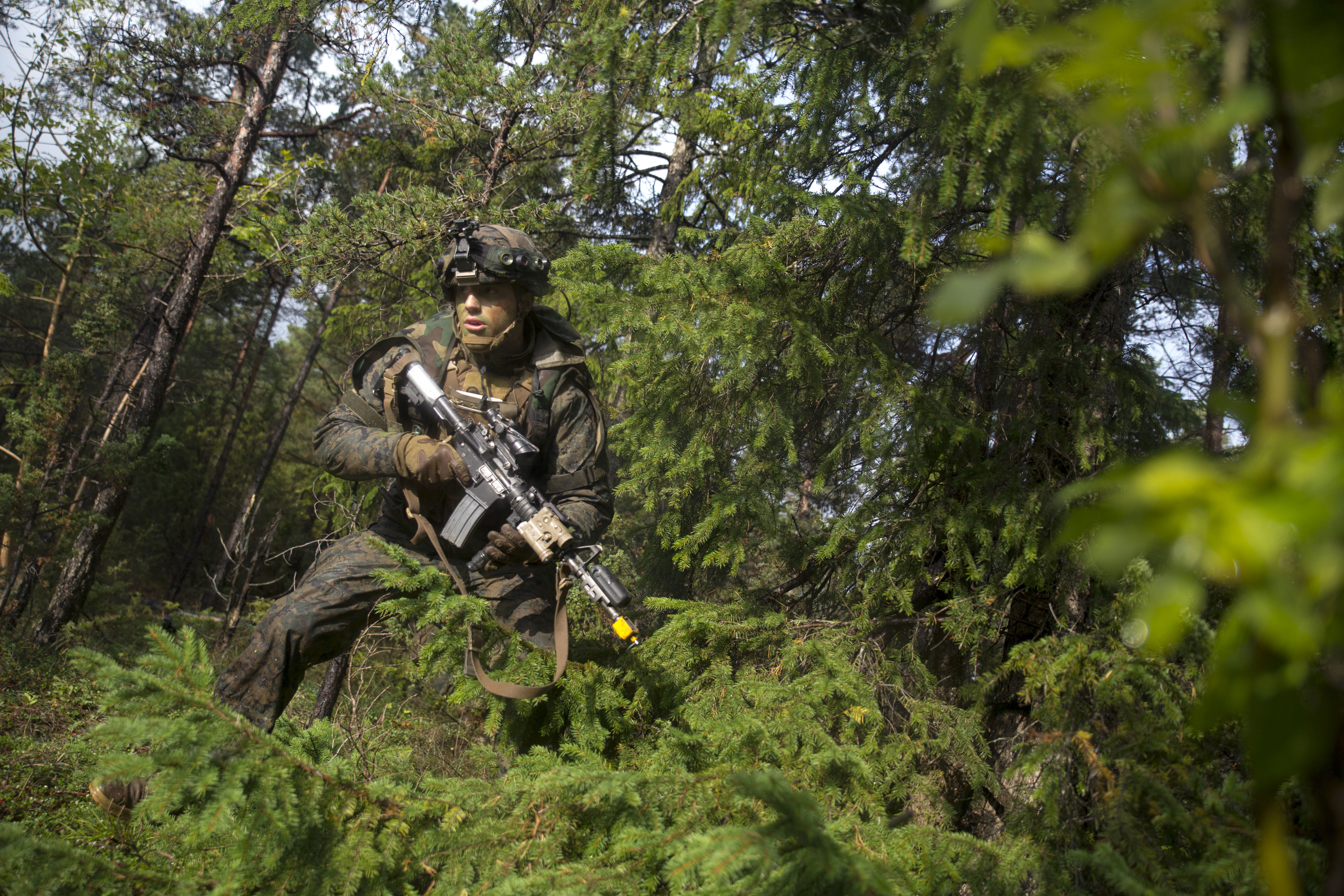 Marines training in forest photo