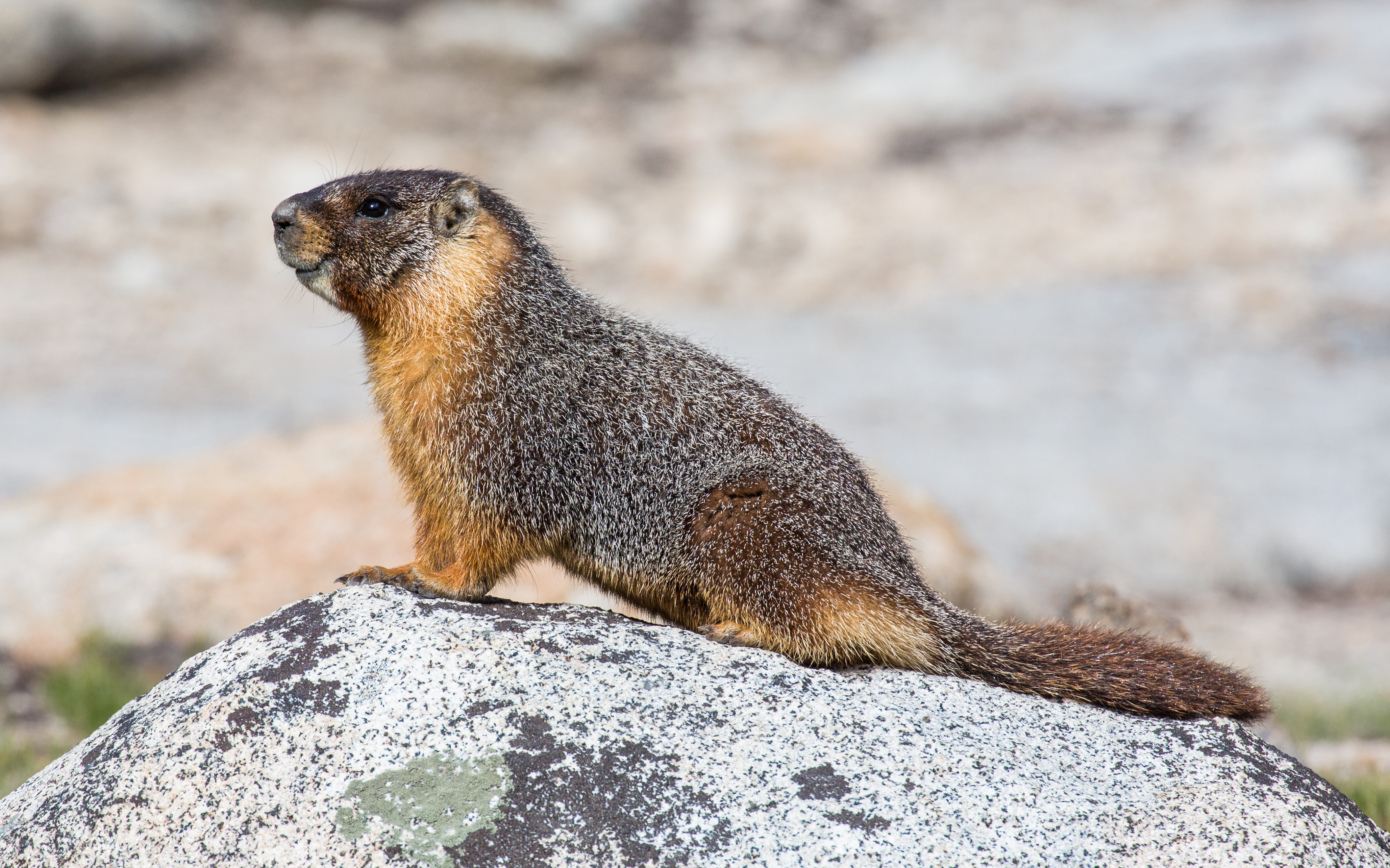 Marmot - Wikipedia