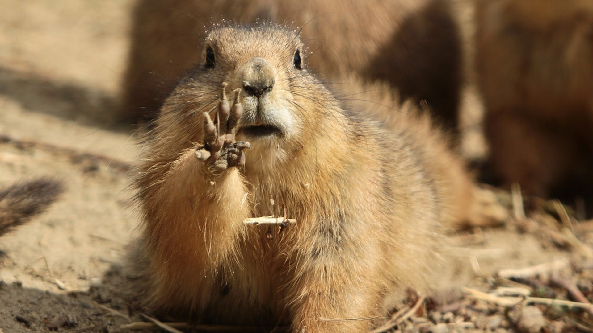Marmot Wallpapers and Background Images - stmed.net