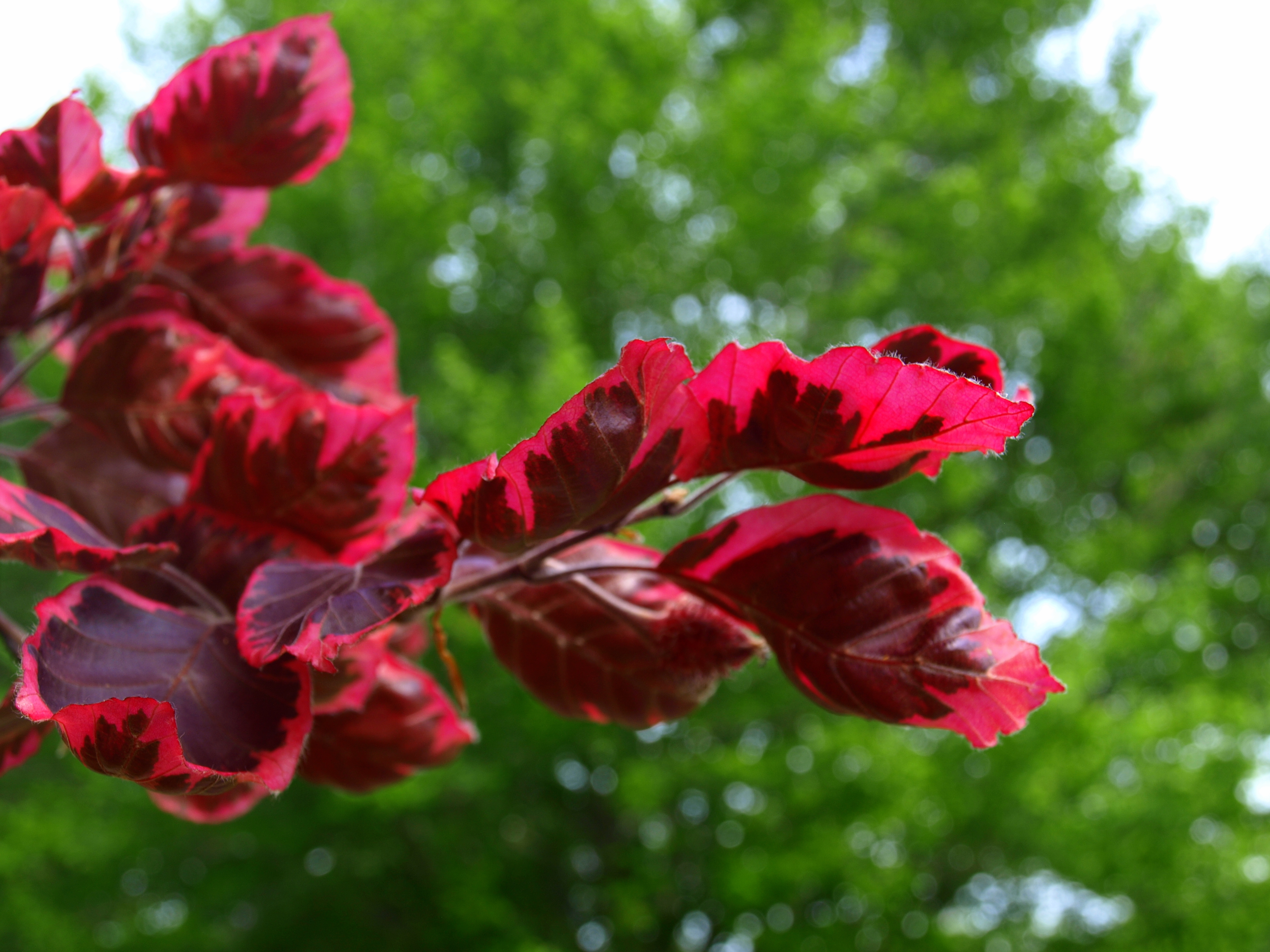 Maroon Leaves of the European Tri-Color Beech Tree