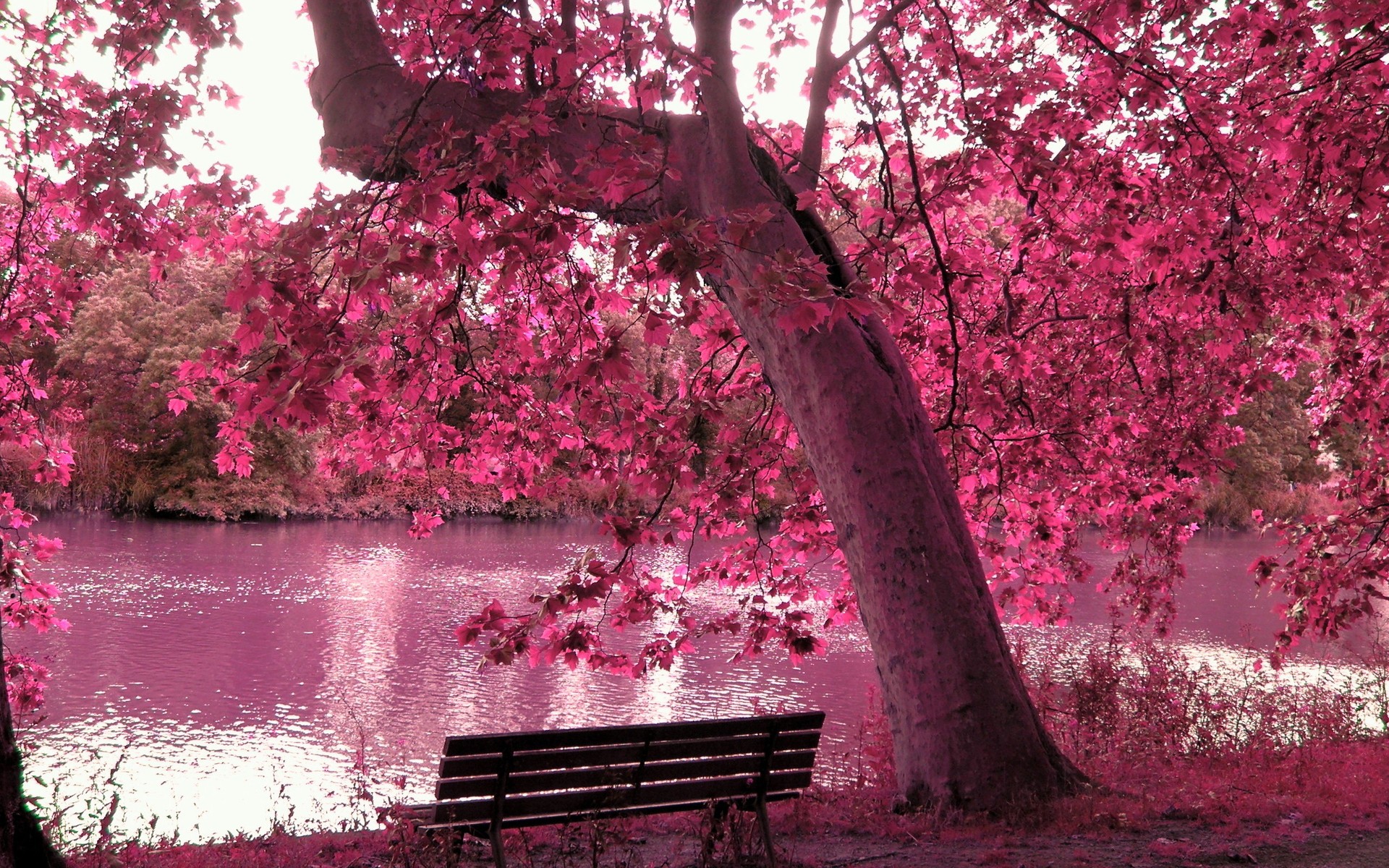 Forest: Lakes Renderized Beautiful Leaves Mirror Beauty Pink Autumn ...