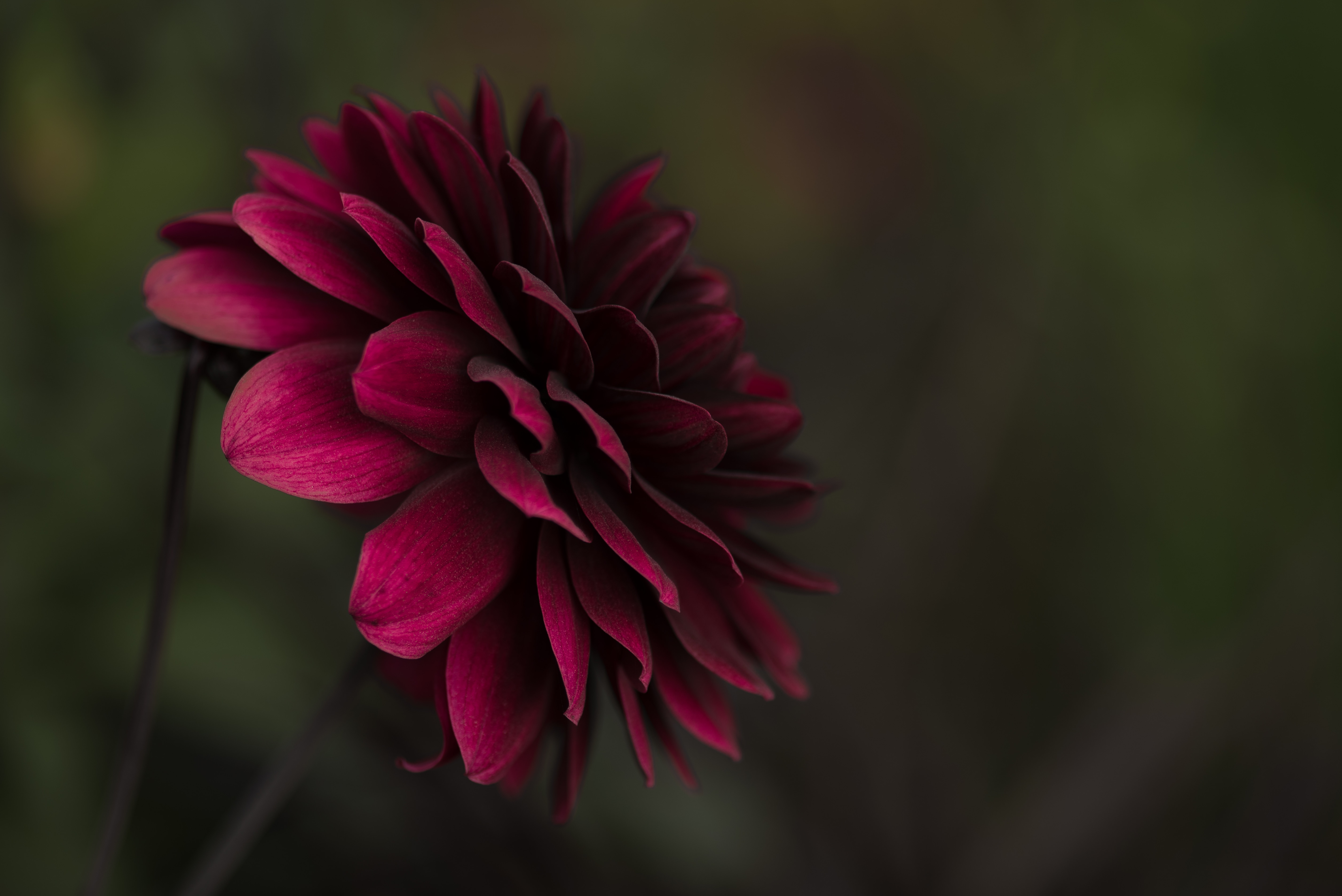 maroon petaled flower free image | Peakpx