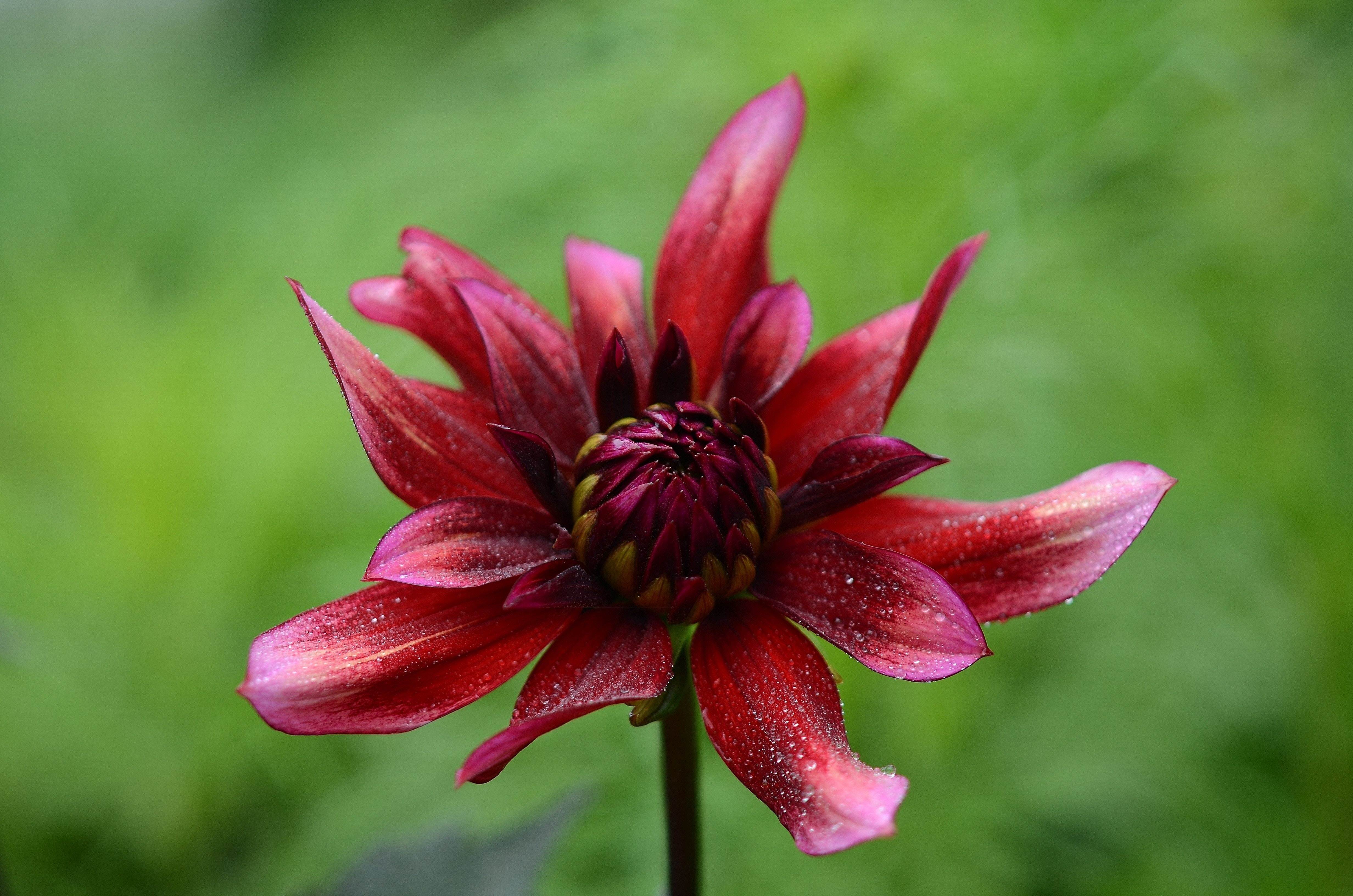 Red Multipetal Flower · Free Stock Photo