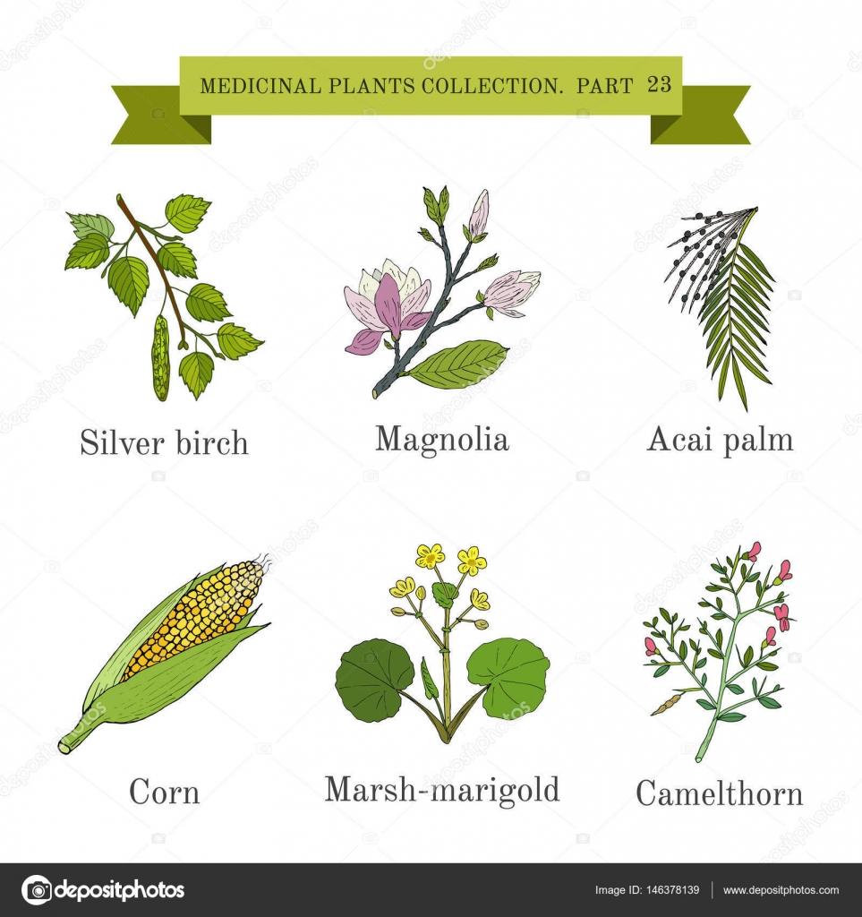 Vintage collection of hand drawn medical herbs and plants, silver ...