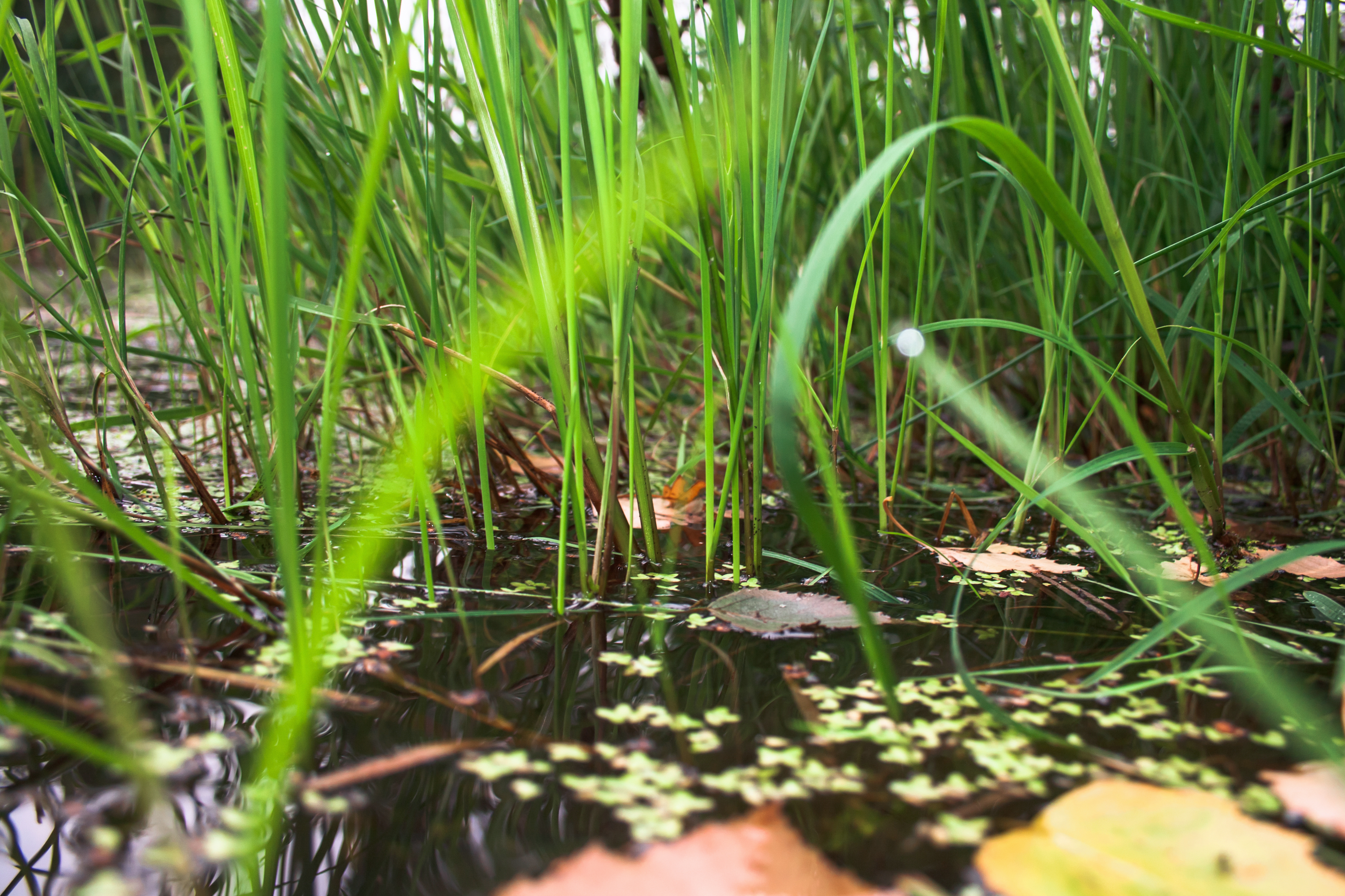 Болотистая трава. Ситник болотный растение. Растения для заболоченных участков. Трава на поверхности болота.