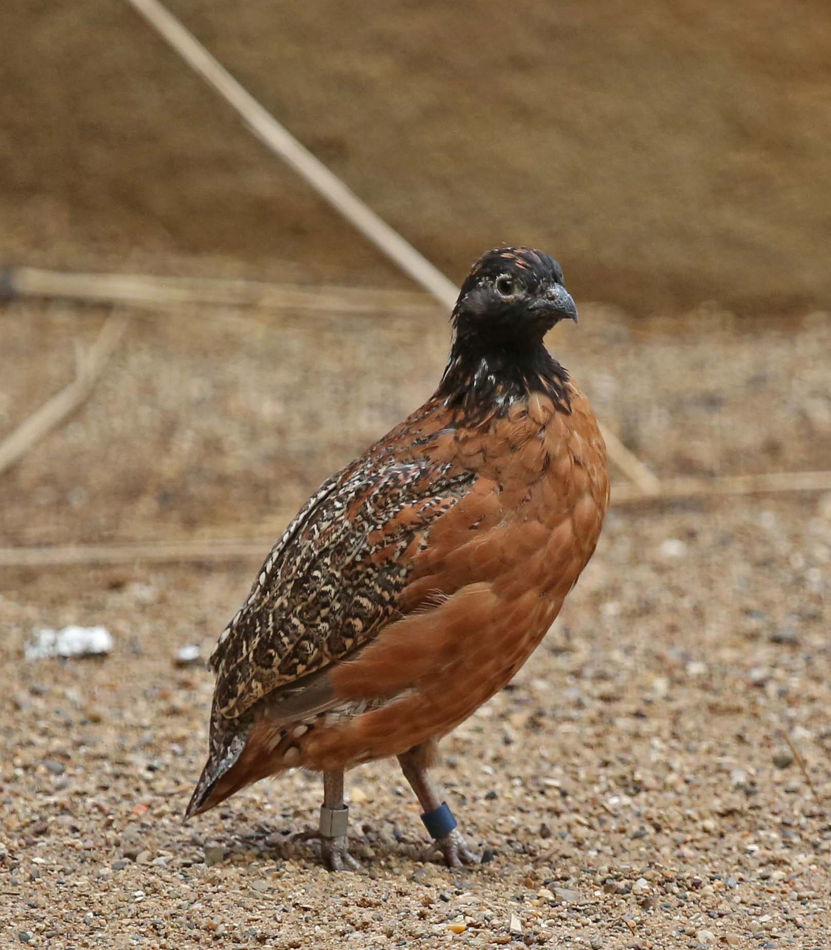 Pictures and information on Masked Bobwhite