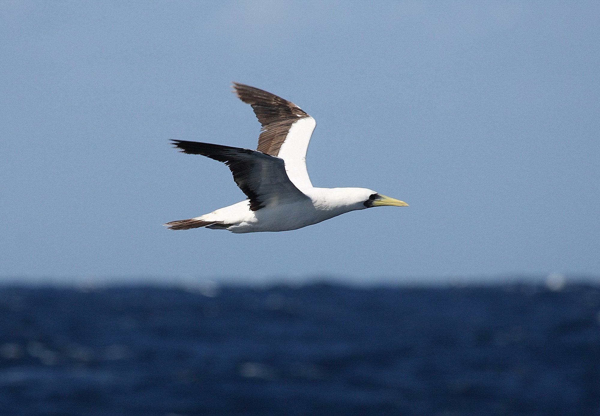 Masked booby photo