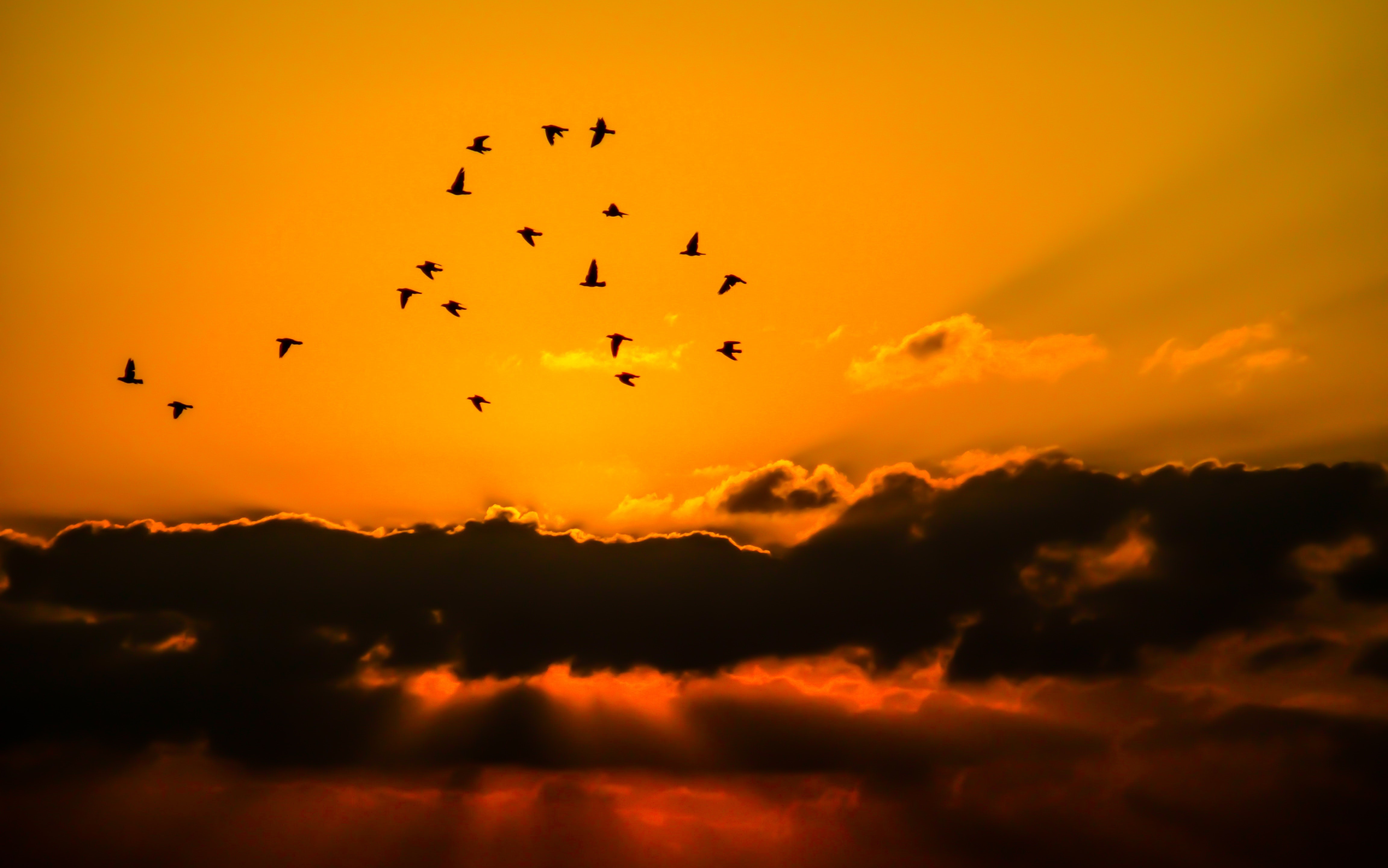 Mass of Bird Flying during Sunset, Birds, Clouds, Cloudscape, Flock, HQ Photo