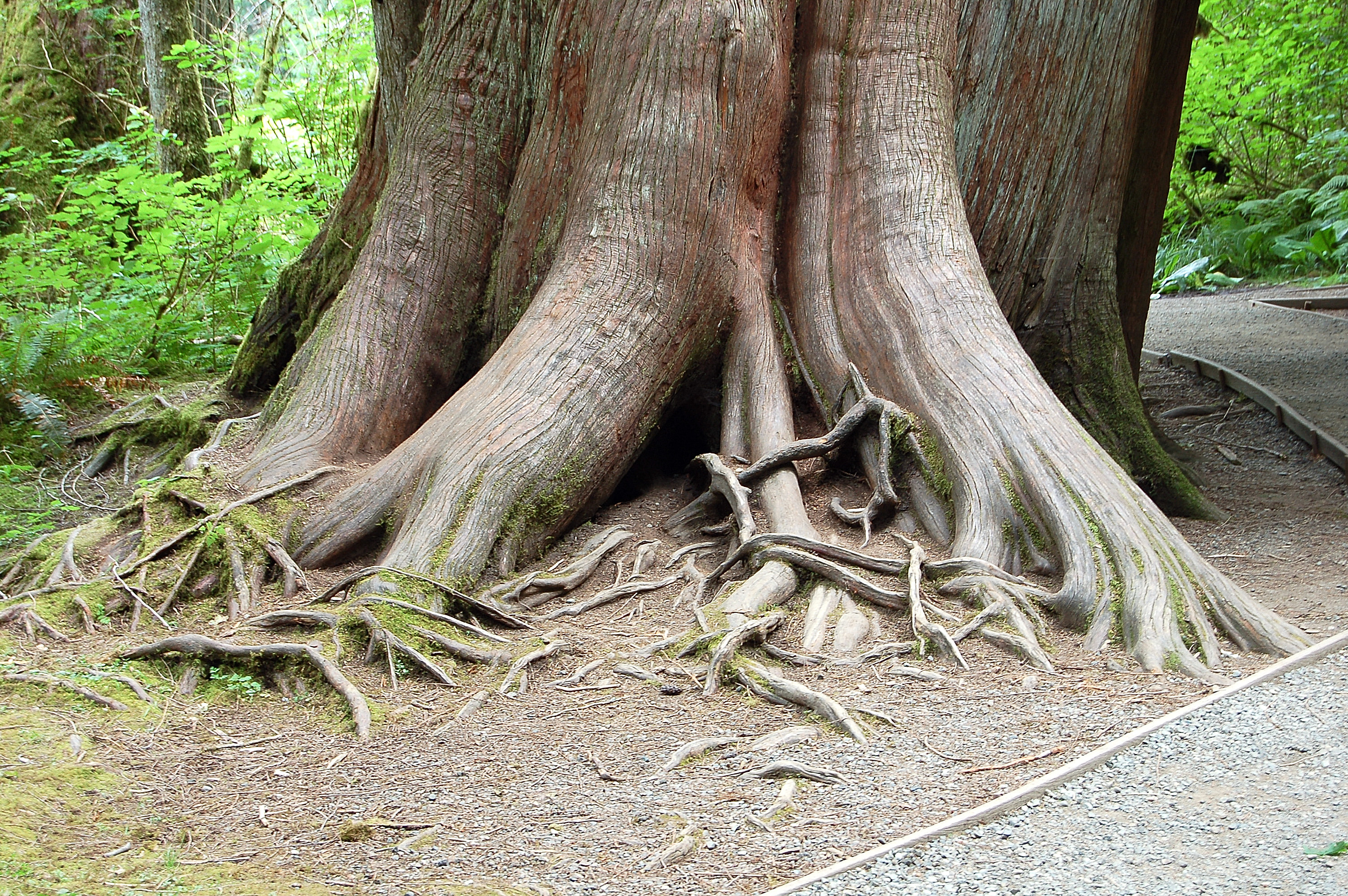 Massive tree roots. 